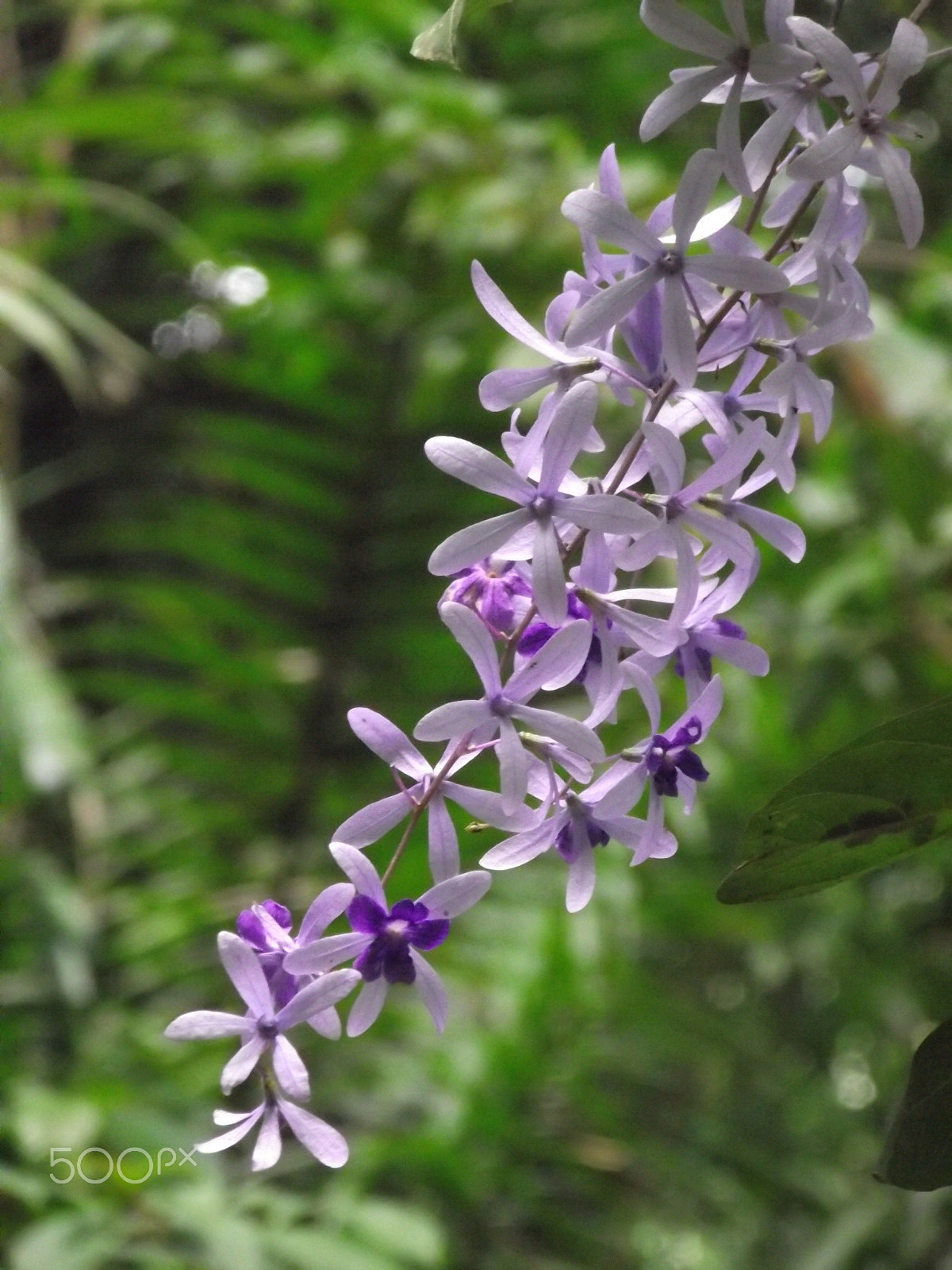 FujiFilm FinePix S1800 (FinePix S1880) sample photo. Purple flower of panama soberania national park photography