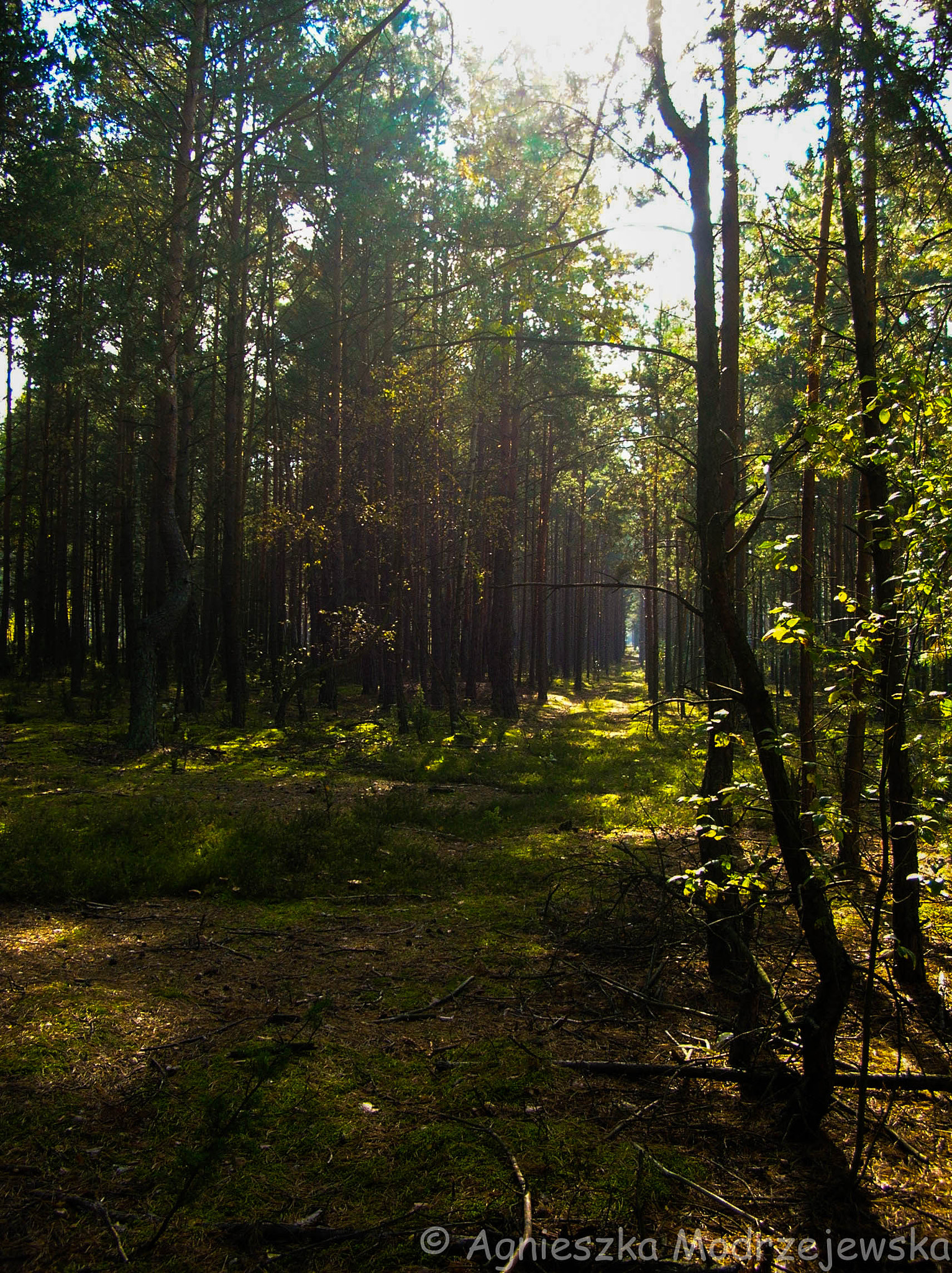 Nikon E4100 sample photo. Forest photography