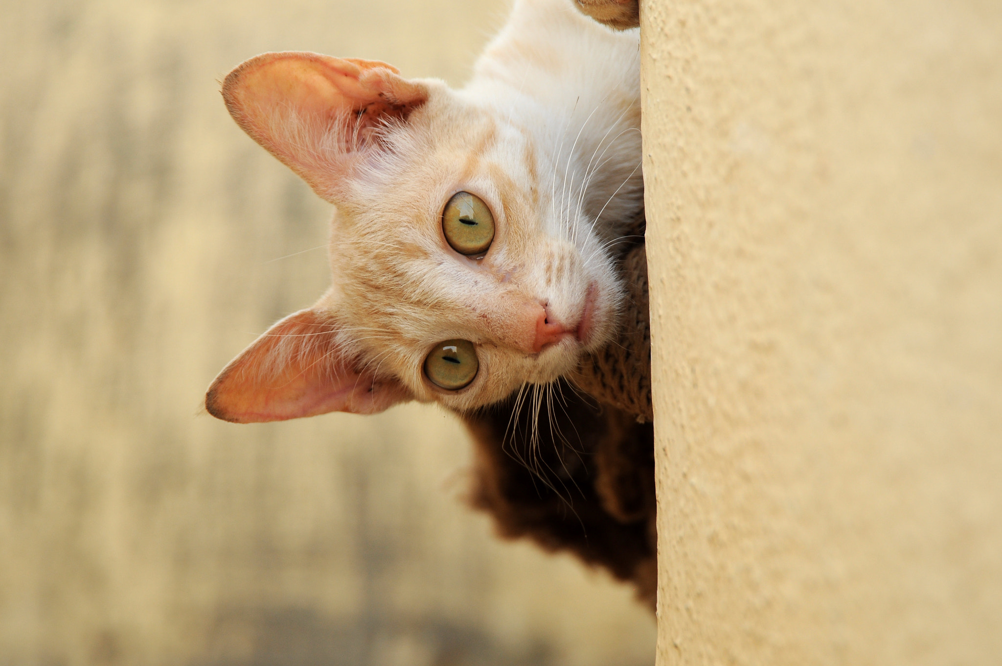Nikon D90 sample photo. Cat photography