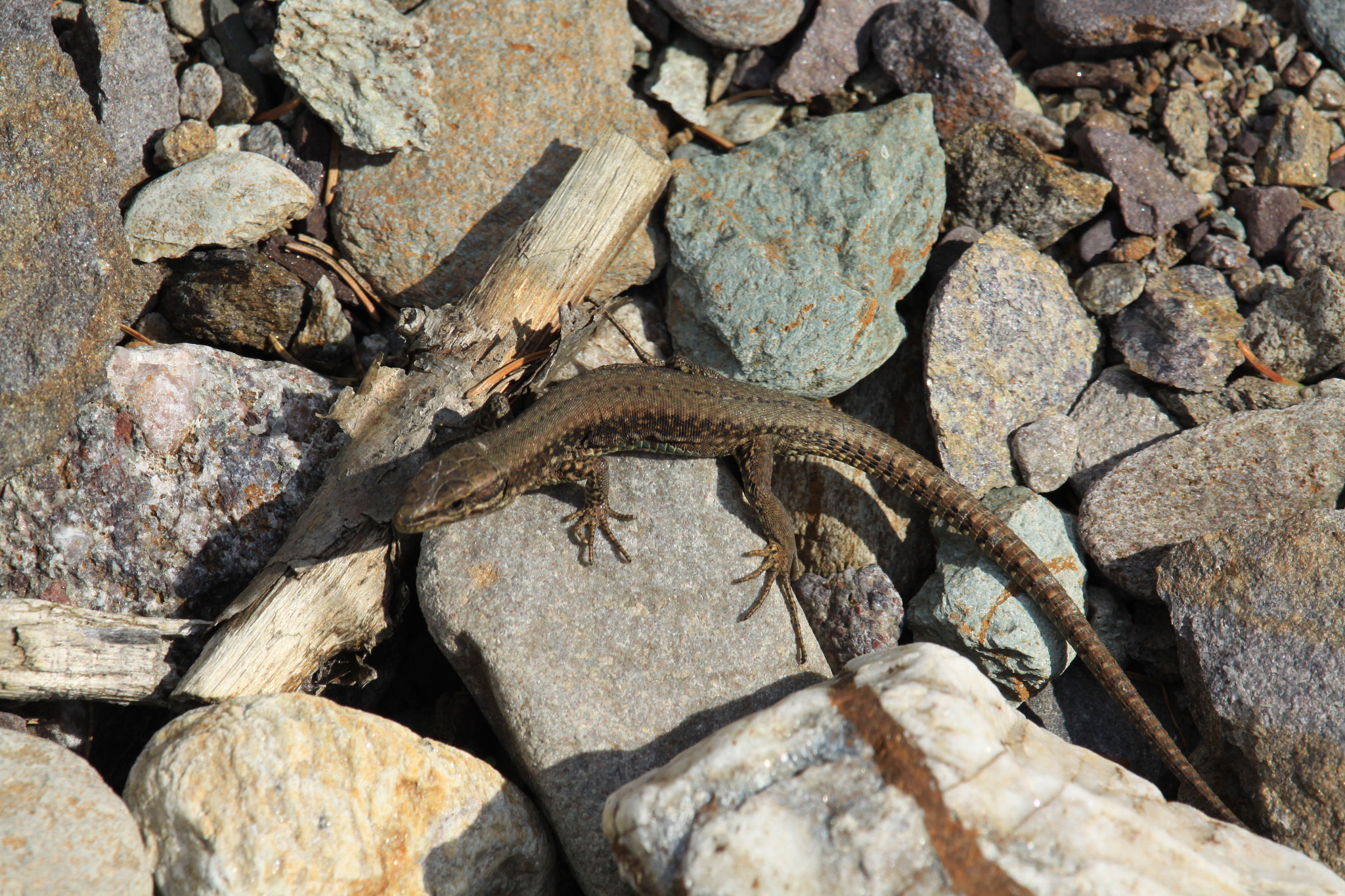 Canon EF-S 55-250mm F4-5.6 IS STM sample photo