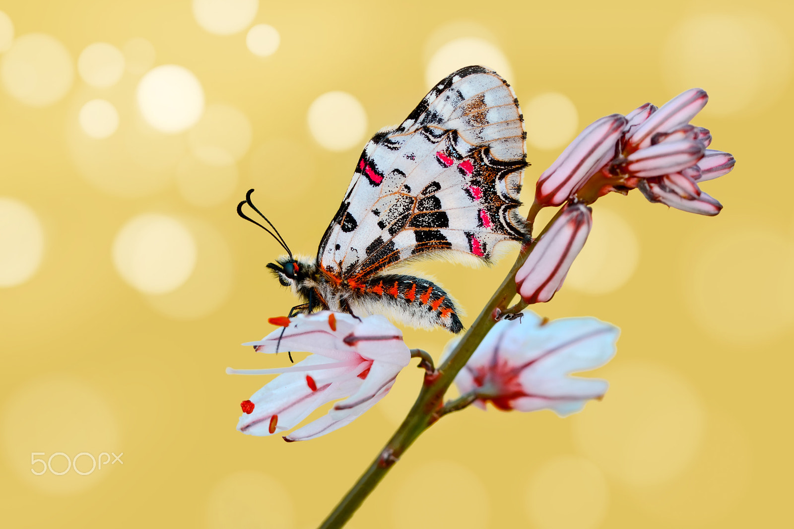 Nikon D7100 sample photo. Angel photography