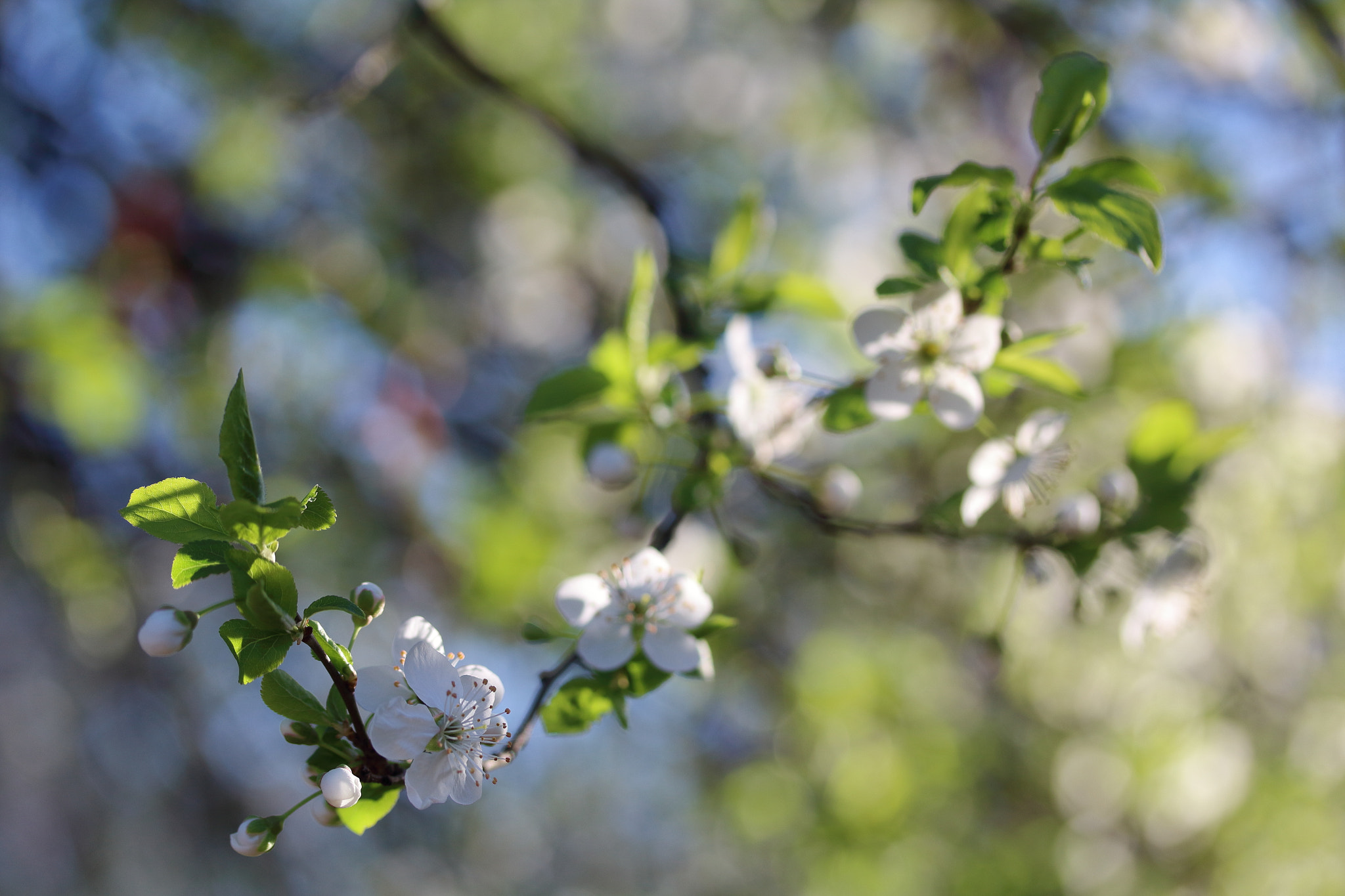 Canon EF-S 60mm F2.8 Macro USM sample photo. Разцъфнали в любов: Цила. photography