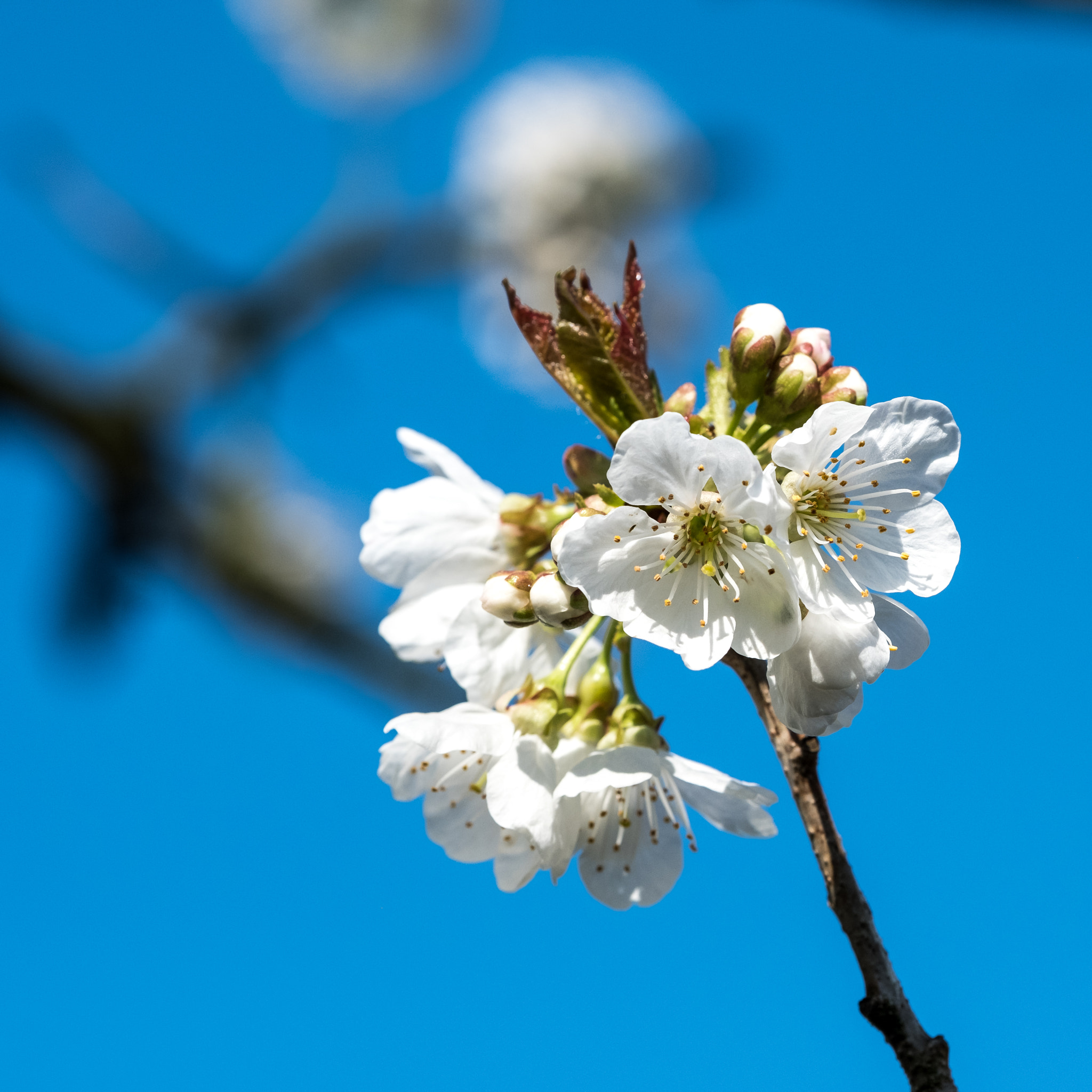 Fujifilm X-T2 + Fujifilm XF 90mm F2 R LM WR sample photo. Spring is here 5 photography