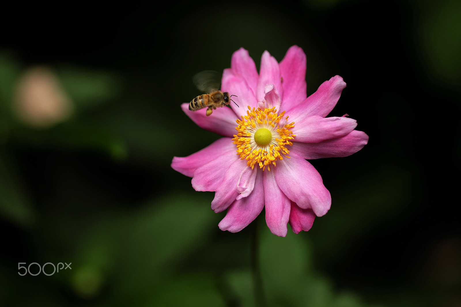 Fujifilm XF 90mm F2 R LM WR sample photo. About to land photography