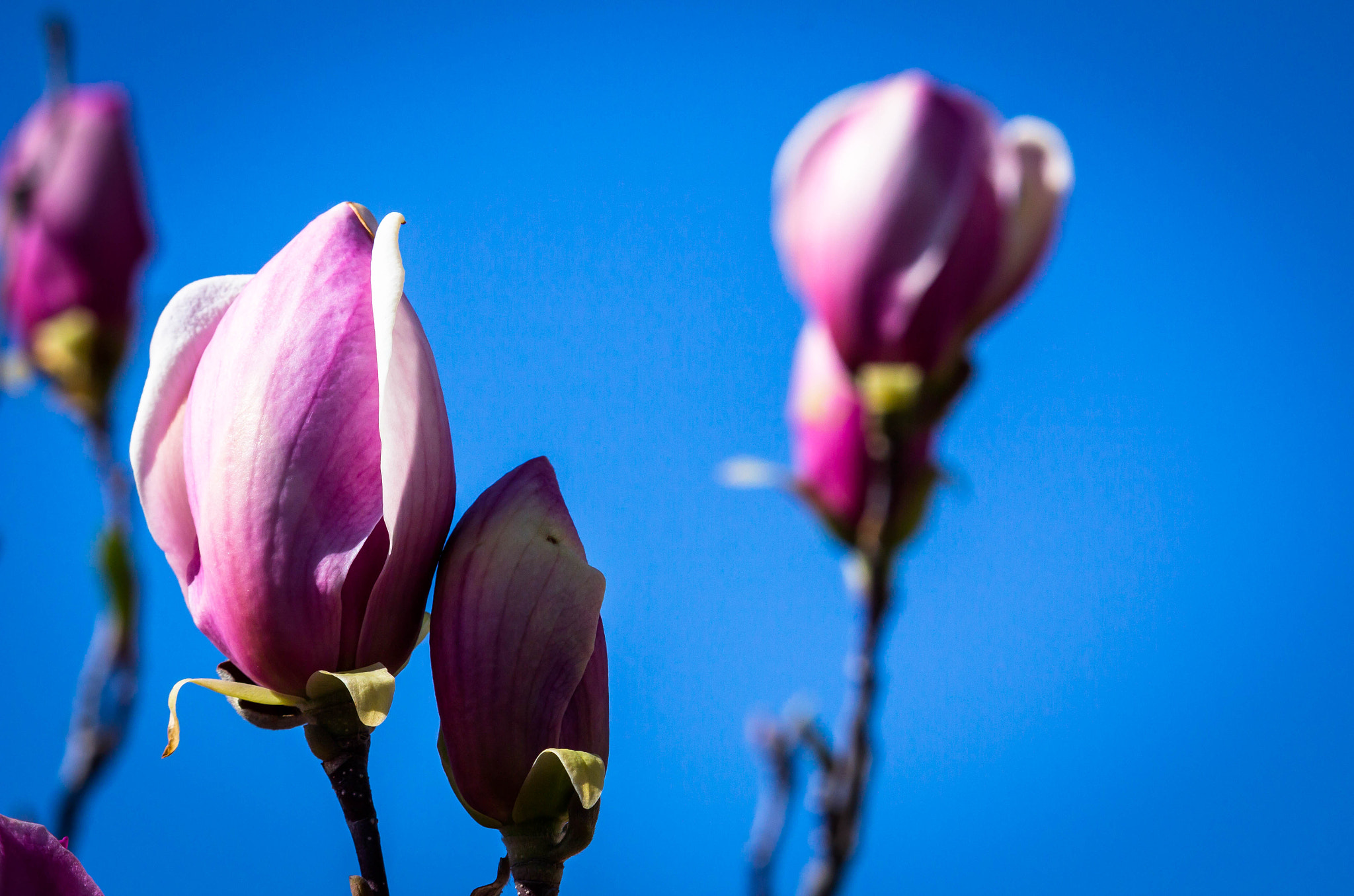 Canon EF-S 55-250mm F4-5.6 IS STM sample photo. Color in spring photography