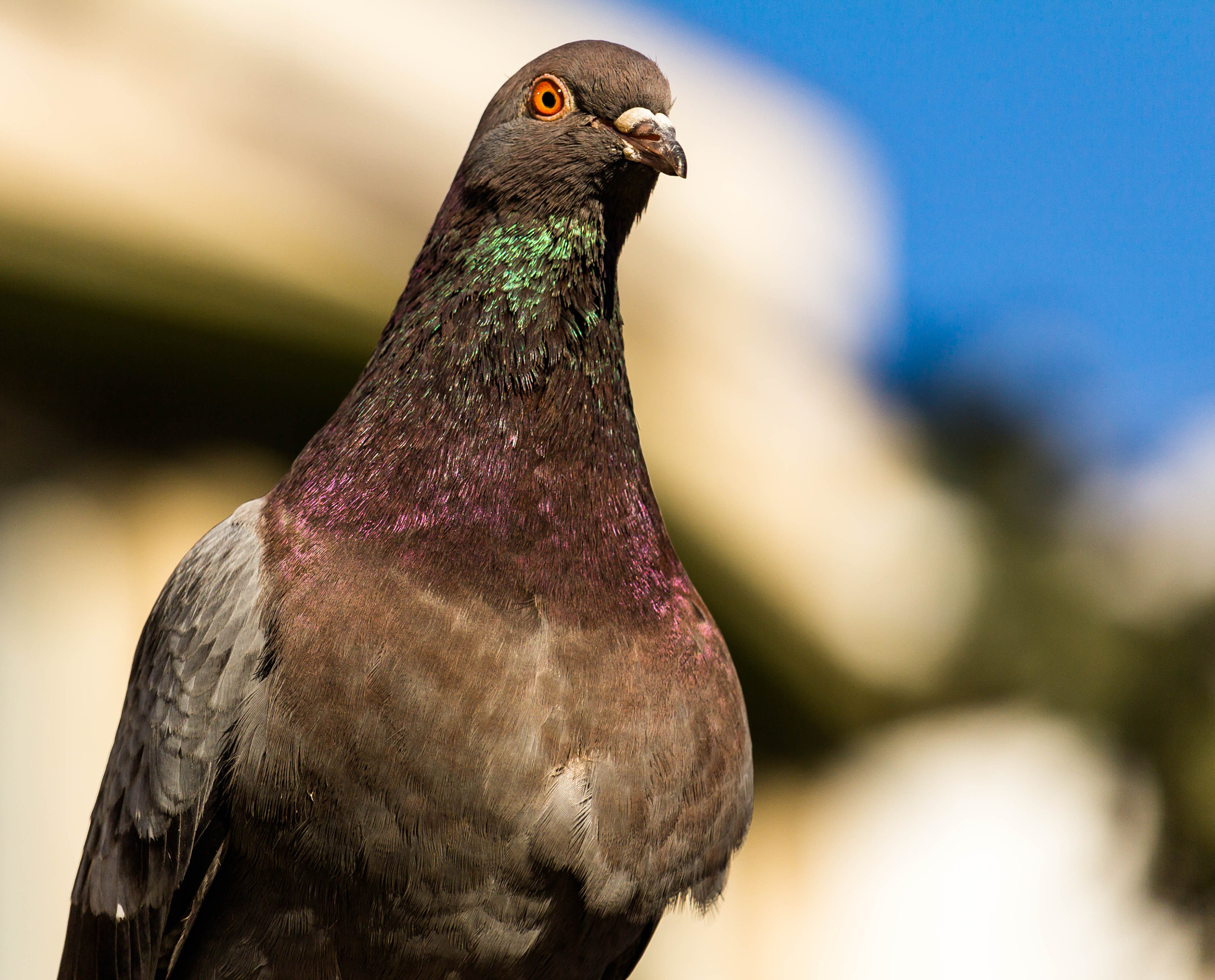Canon EF-S 55-250mm F4-5.6 IS STM sample photo. Proud pigeon photography