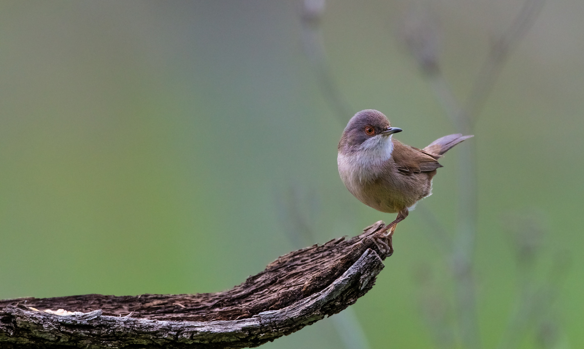 Canon EF 500mm F4L IS USM sample photo. Il mio vicino di casa photography