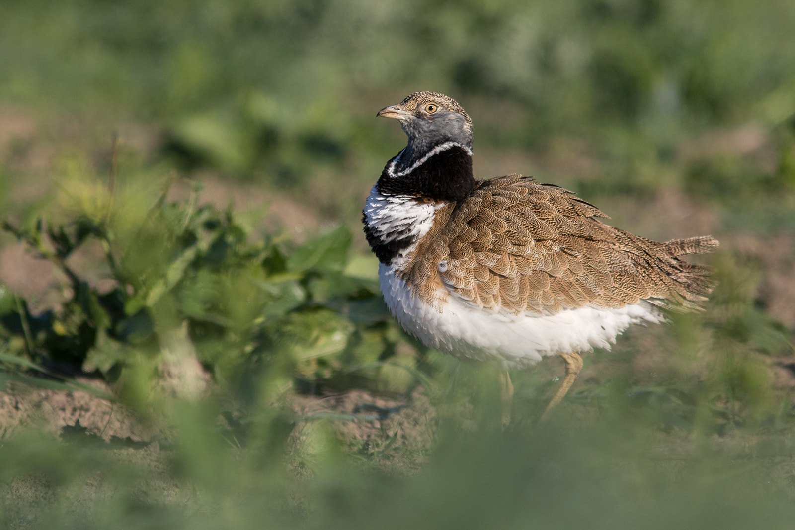 Canon EOS 7D Mark II + Canon EF 300mm F4L IS USM sample photo. Sisón común photography