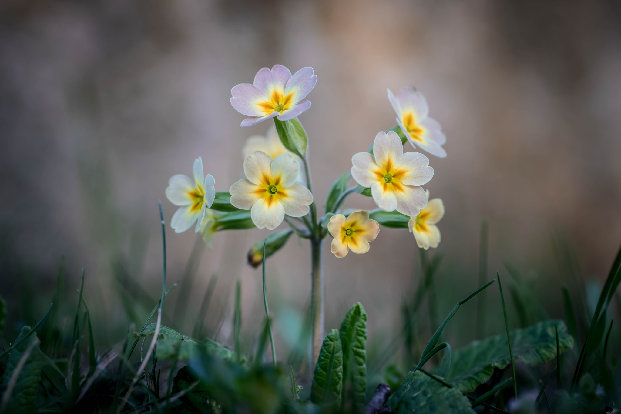 Sony a7R II + 90mm F2.8 Macro SSM sample photo. Blumen photography