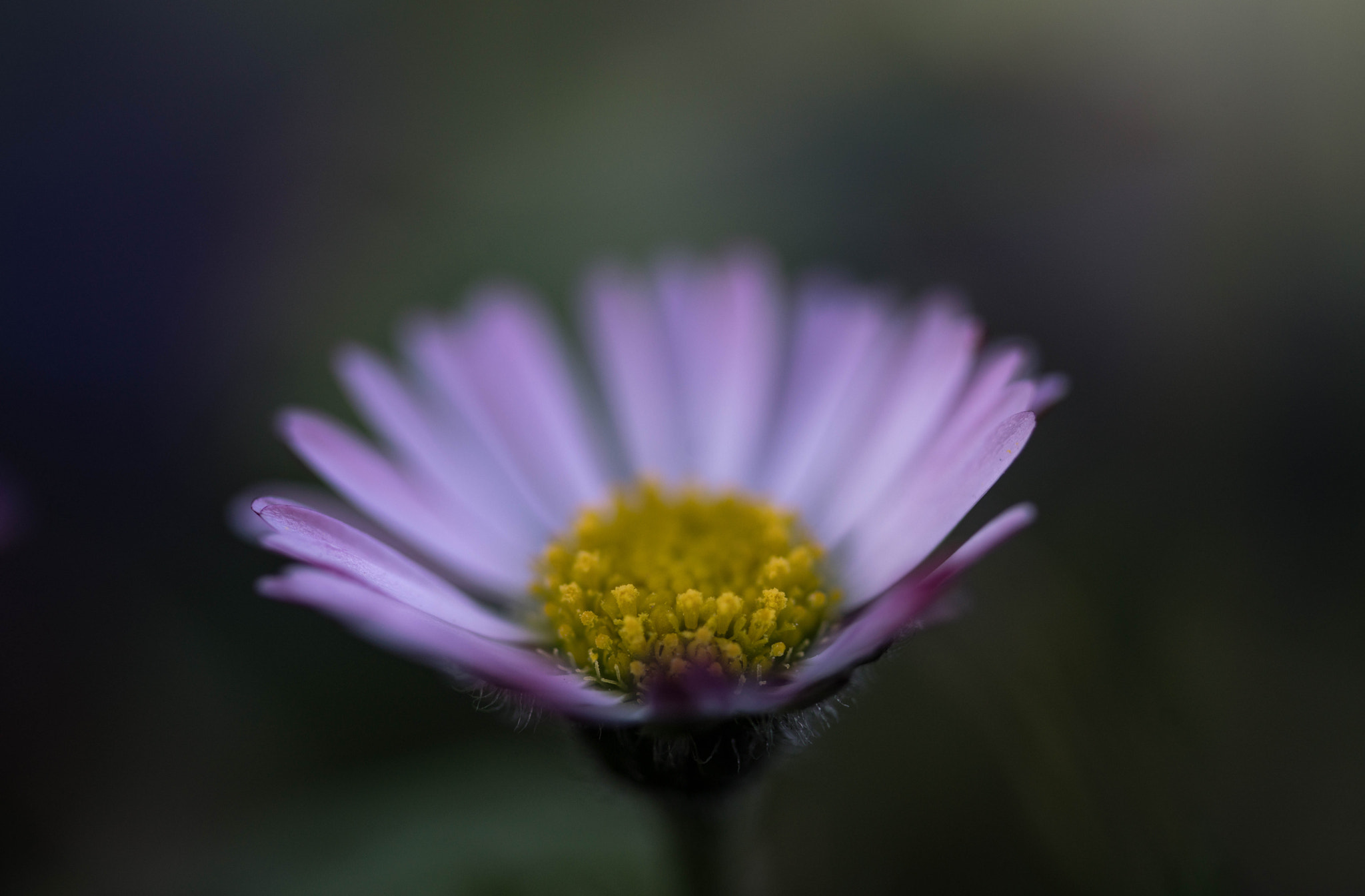 90mm F2.8 Macro SSM sample photo. Bienentankstelle photography