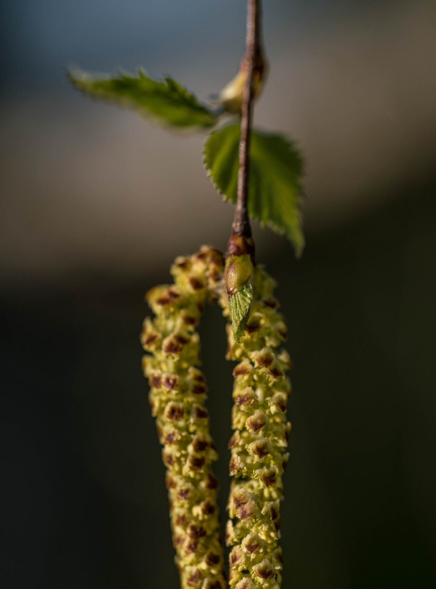 90mm F2.8 Macro SSM sample photo. Mal ein bisschen abhängen photography