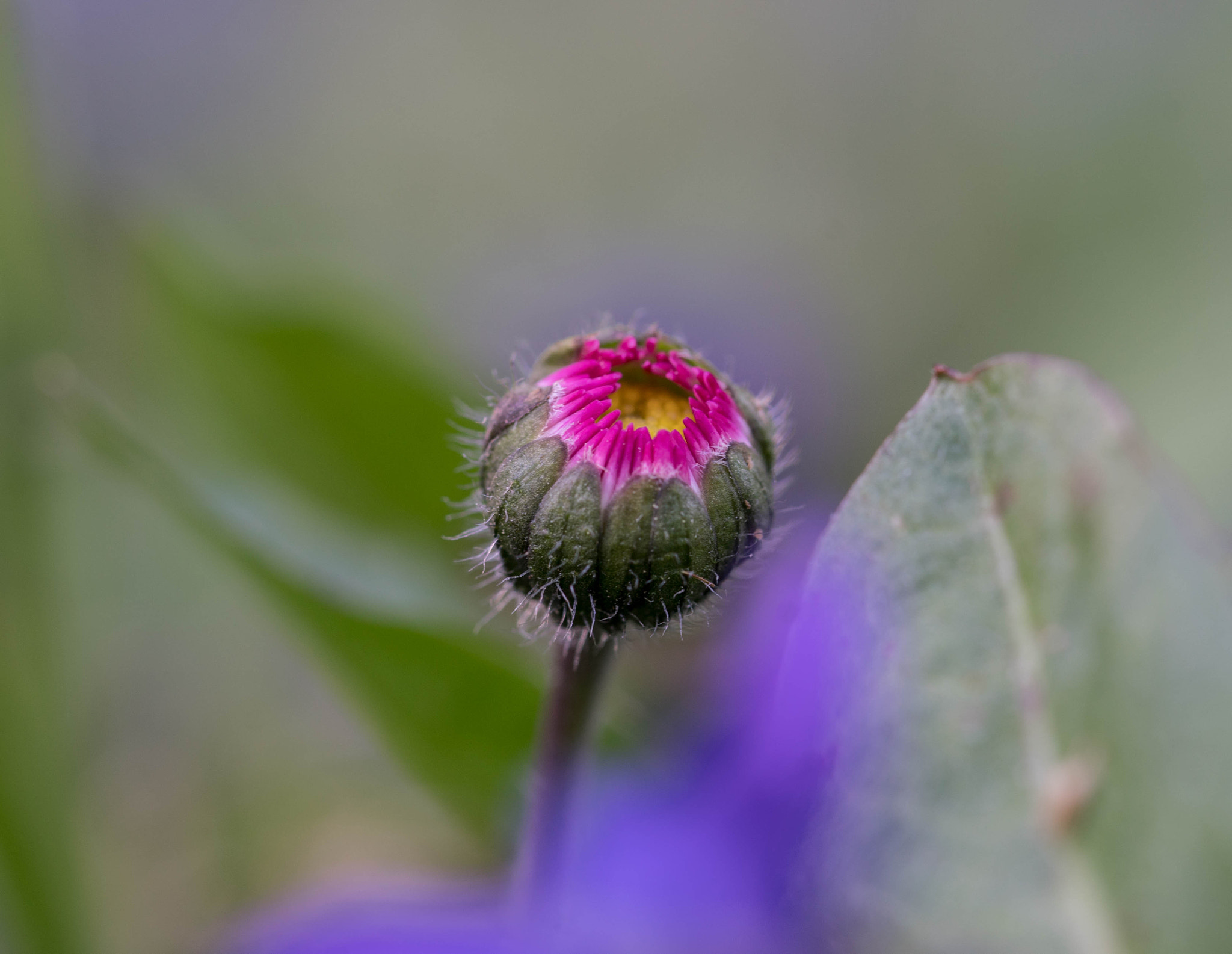 Sony a7R II + 90mm F2.8 Macro SSM sample photo. Verführerin photography