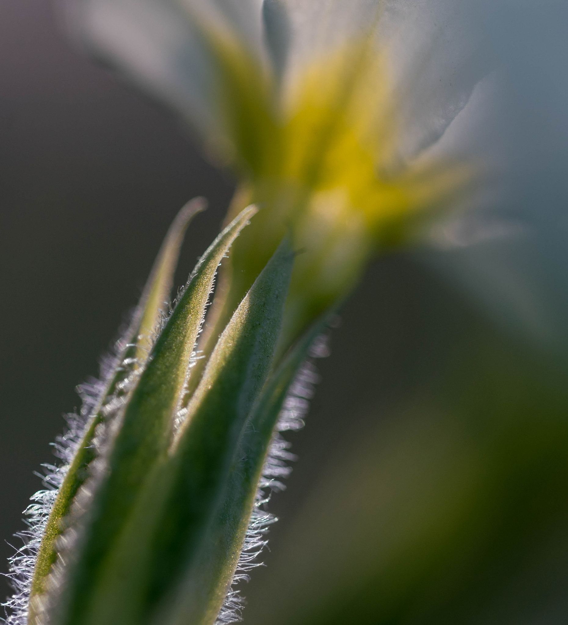 Sony a7R II + 90mm F2.8 Macro SSM sample photo. Blumenhaar photography