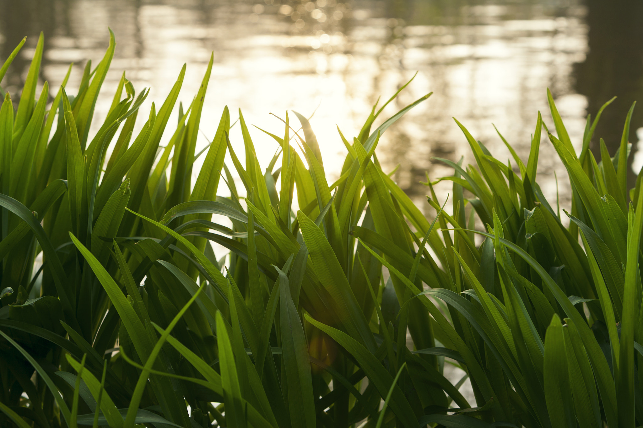 Canon EOS 5D sample photo. Park impressions iii photography