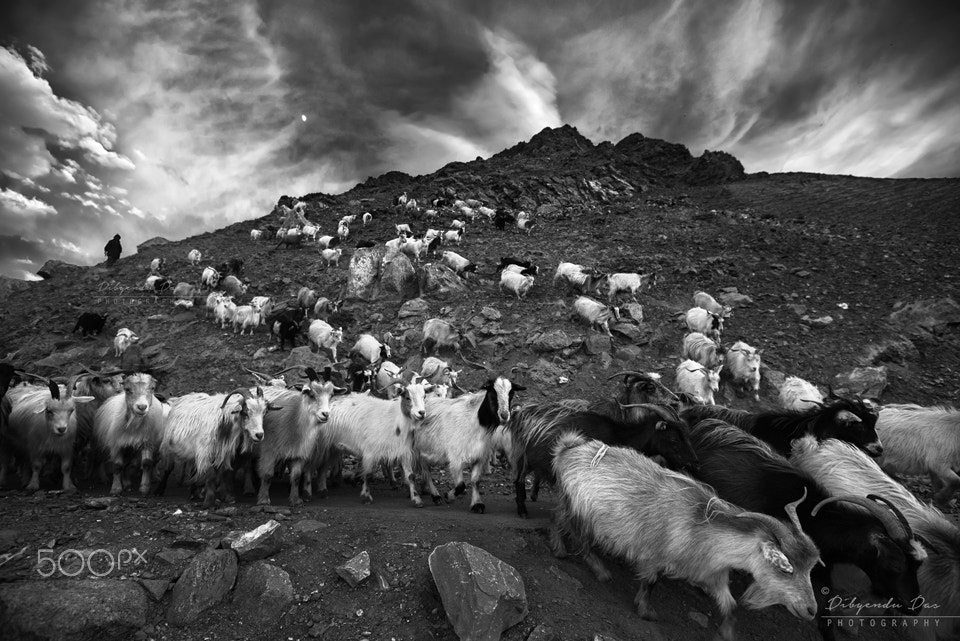 Nikon D750 + Nikon AF-S Nikkor 16-35mm F4G ED VR sample photo. Shepherd with his sheep photography