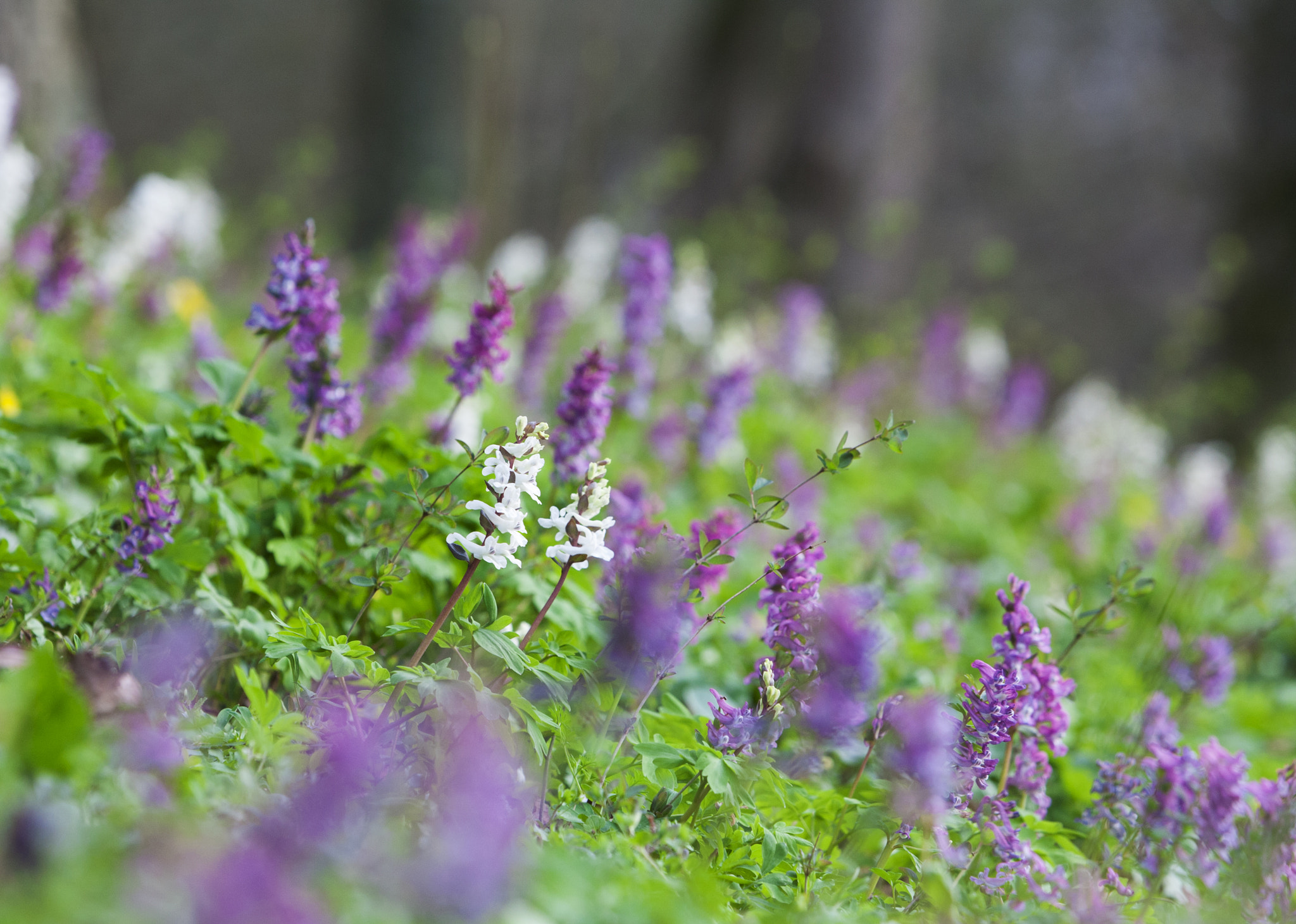 Canon EF 70-200mm F2.8L IS USM sample photo. Park impressions iv photography