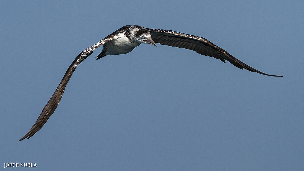 Canon EF 500mm F4L IS II USM sample photo. Alcatraz atlántico (morus bassanus). photography