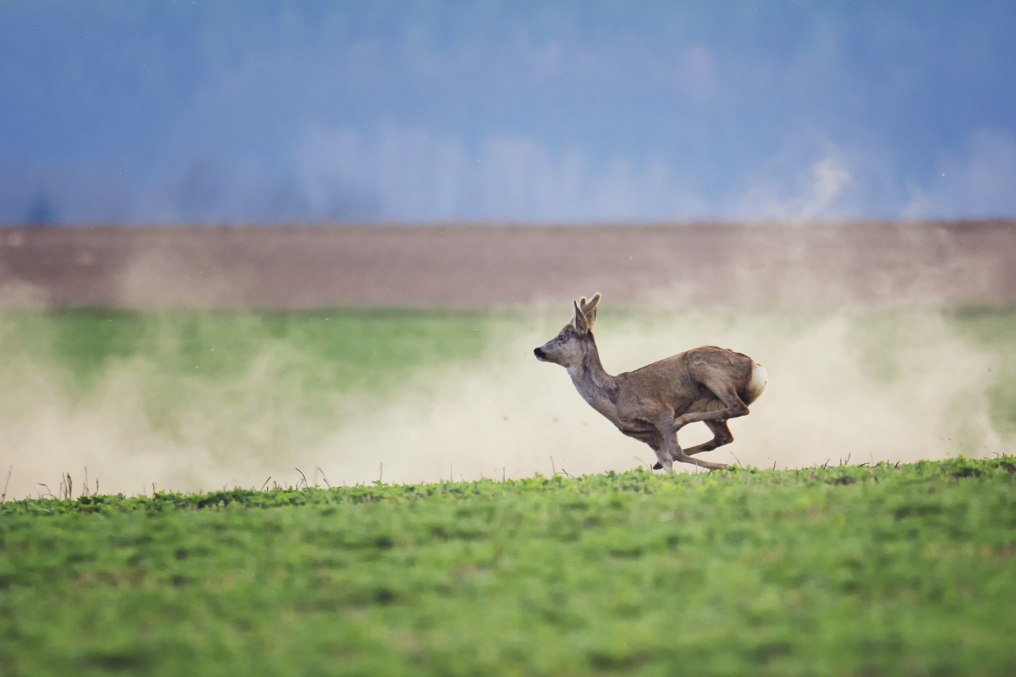 Nikon D7100 sample photo. Roe deer (capreolus capreolus) photography