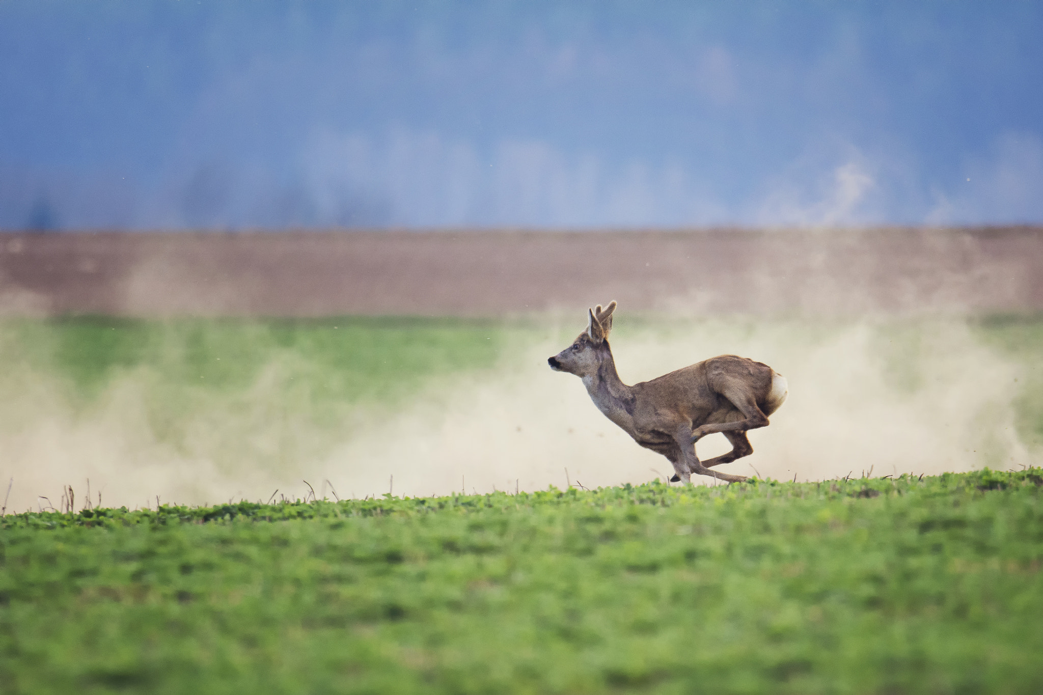 Sigma 150-600mm F5-6.3 DG OS HSM | S sample photo. Roe deer (capreolus capreolus) photography