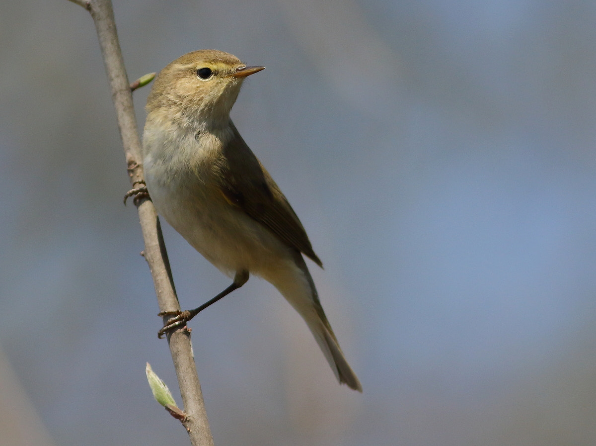 Canon EF 400mm F5.6L USM sample photo. Phylloscopus collybita photography