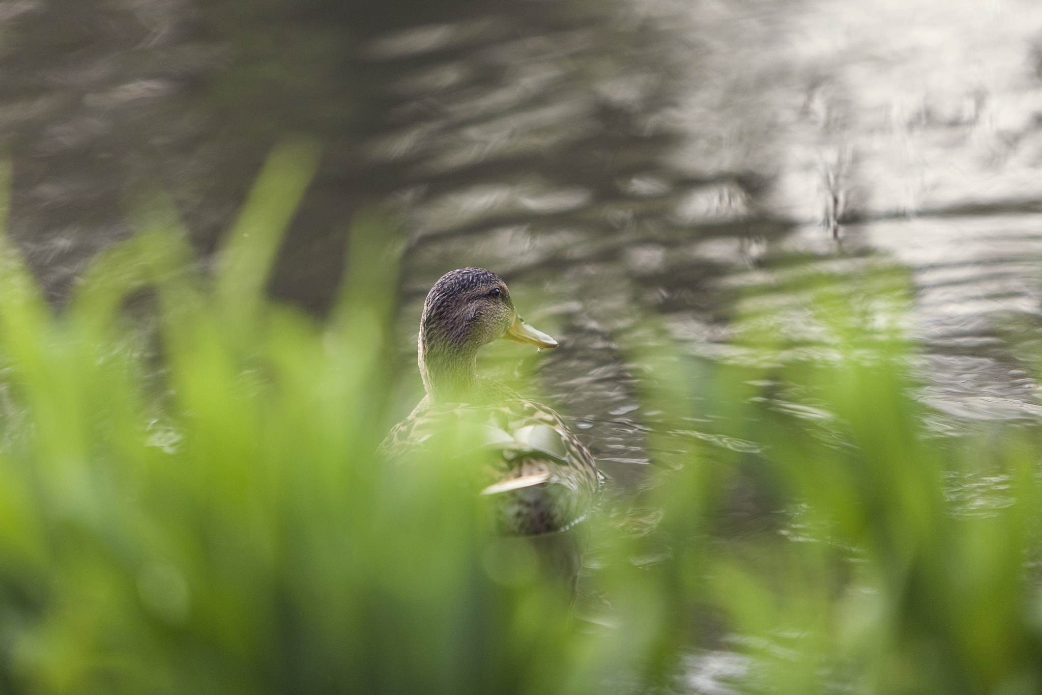 Canon EF 70-200mm F2.8L IS USM sample photo. Park impressions vi photography