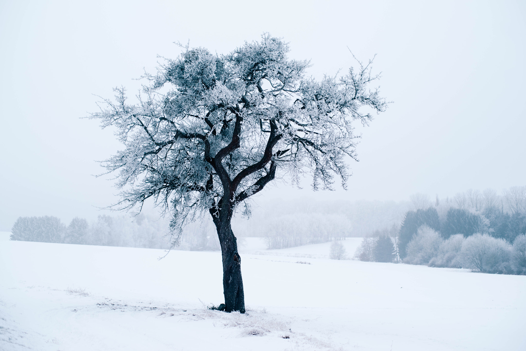 Pentax K-1 + Pentax smc FA 50mm F1.4 sample photo. Baum neuhof photography