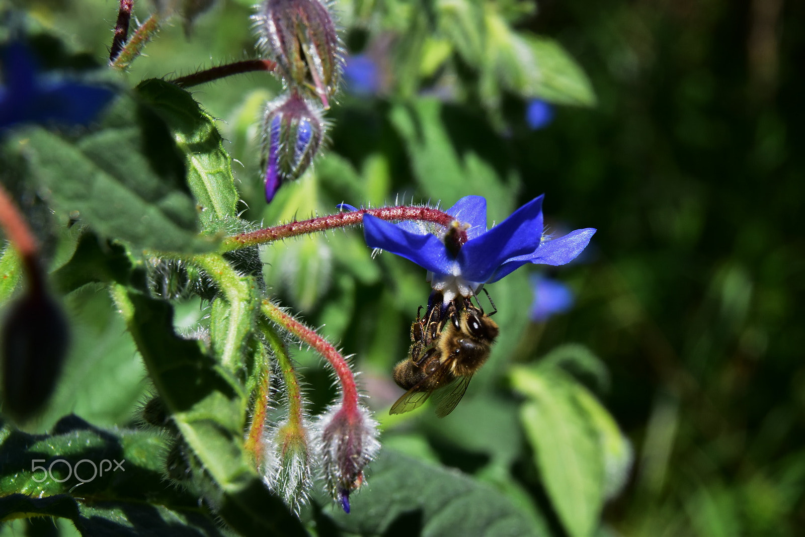 Sigma 17-50mm F2.8 EX DC OS HSM sample photo. Macro photography