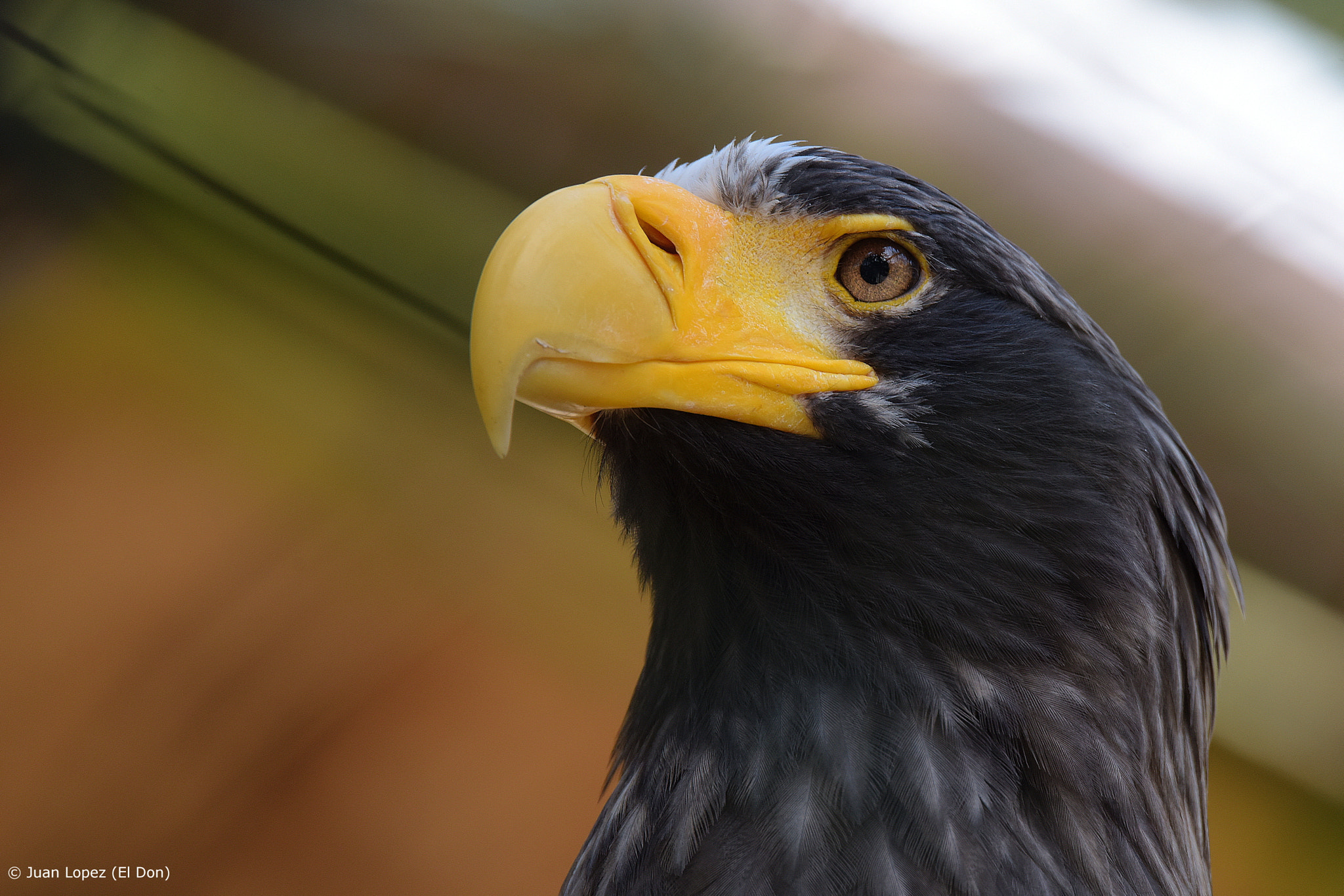 Sigma 150-600mm F5-6.3 DG OS HSM | S sample photo. Eagle photography