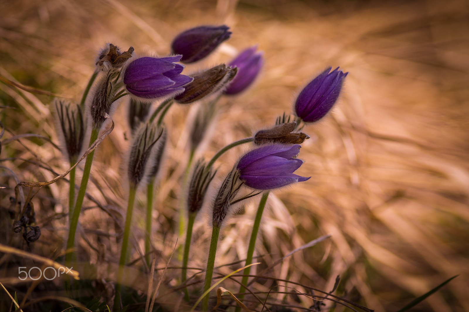 Sigma AF 105mm F2.8 EX [DG] Macro sample photo. Kuhschellen photography