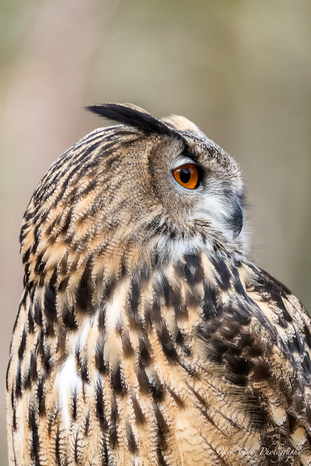 150-600mm F5-6.3 DG OS HSM | Sports 014 sample photo. Eurasian eagle owl profile photography