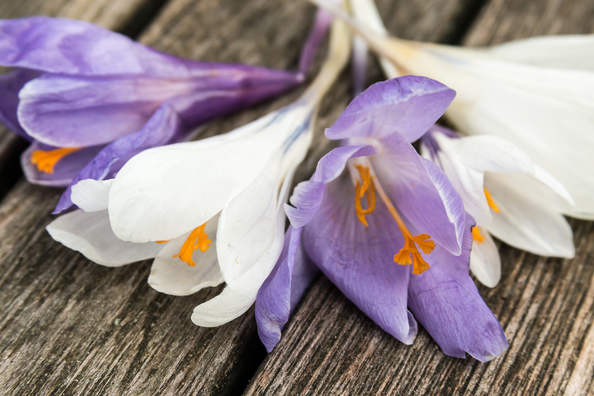 Canon EF 28-135mm F3.5-5.6 IS USM sample photo. Spring ambassadors photography