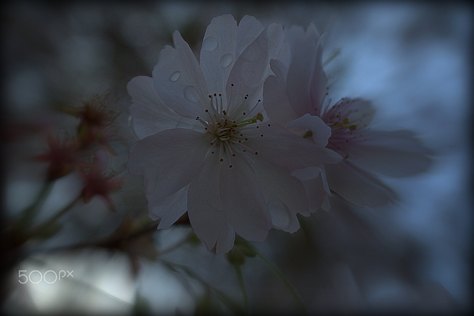 Canon EOS 400D (EOS Digital Rebel XTi / EOS Kiss Digital X) sample photo. ...cherry ! wet.. ii ... photography