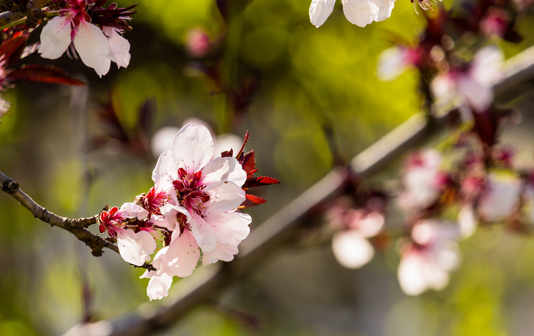 Canon EF-S 55-250mm F4-5.6 IS STM sample photo. Spring blossom photography