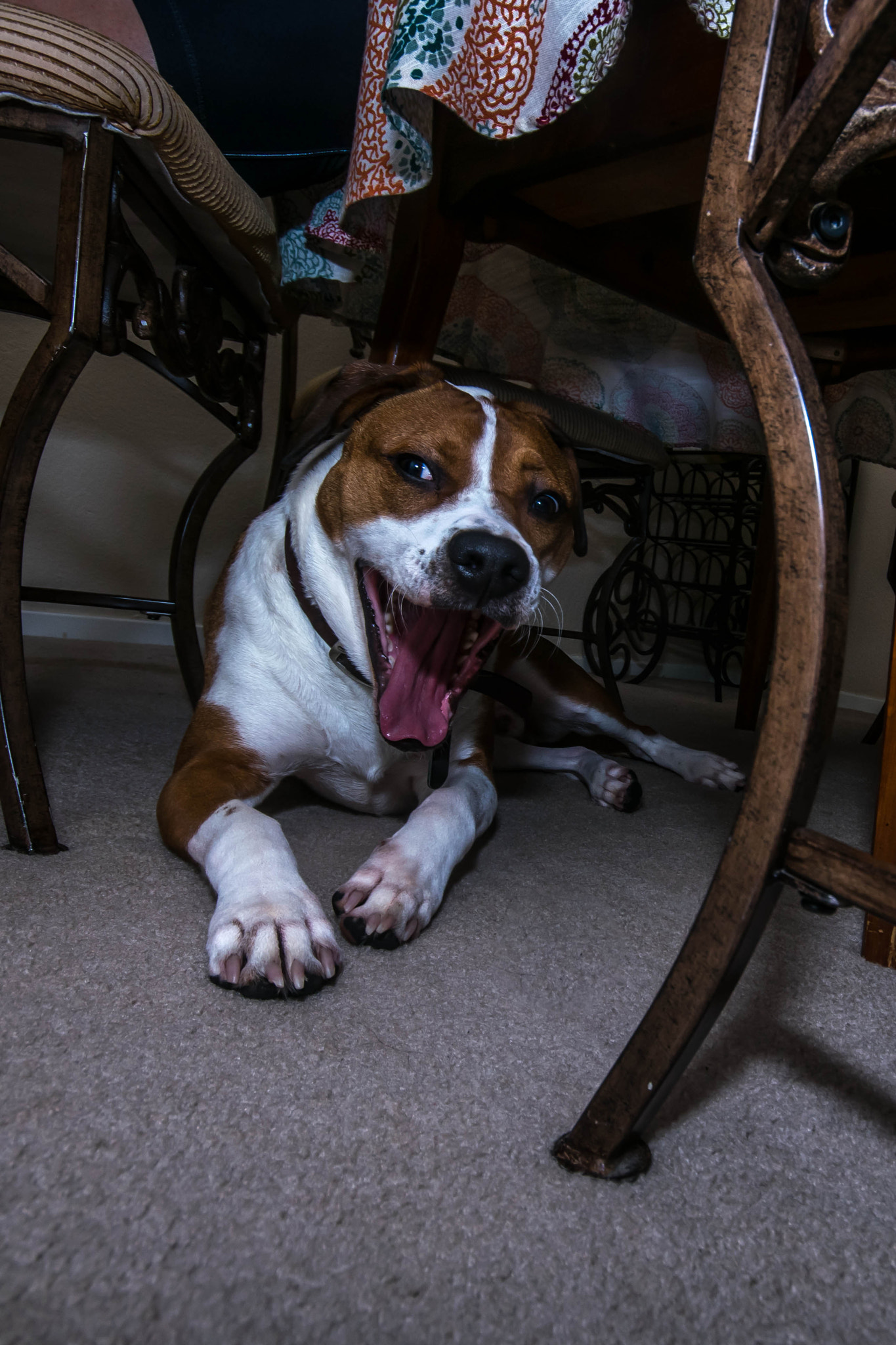 Sigma 10-20mm F4-5.6 EX DC HSM sample photo. Very funny photography