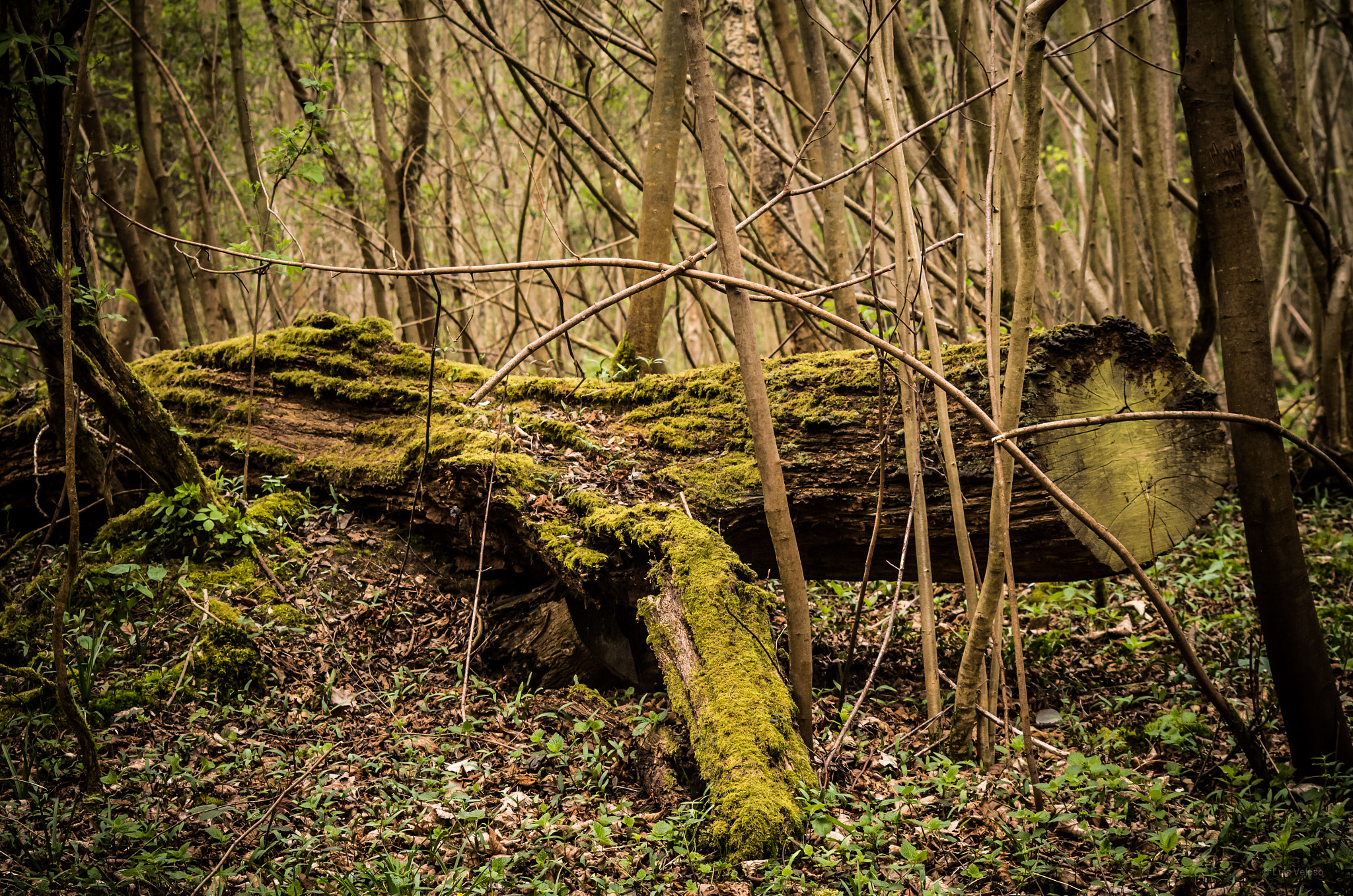 Pentax K-30 + Sigma sample photo. Dead tree photography