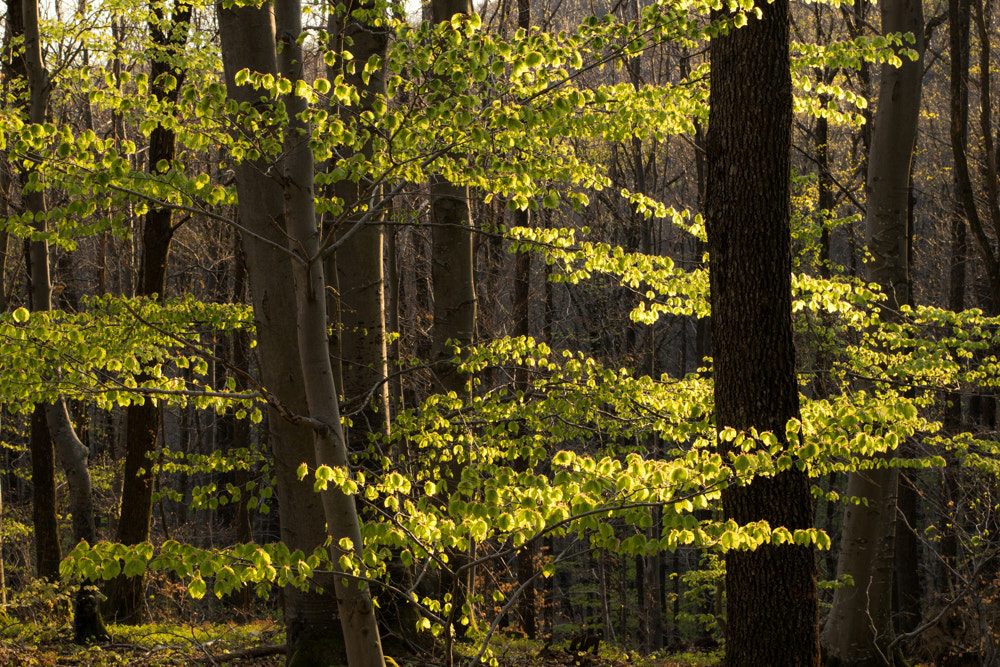 Nikon AF-S Nikkor 50mm F1.8G sample photo. Forest photography