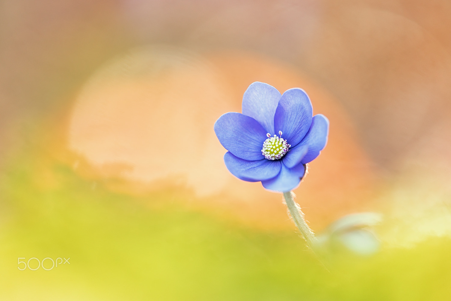 Nikon D750 + Sigma 150mm F2.8 EX DG Macro HSM sample photo. Anemone hepatica photography