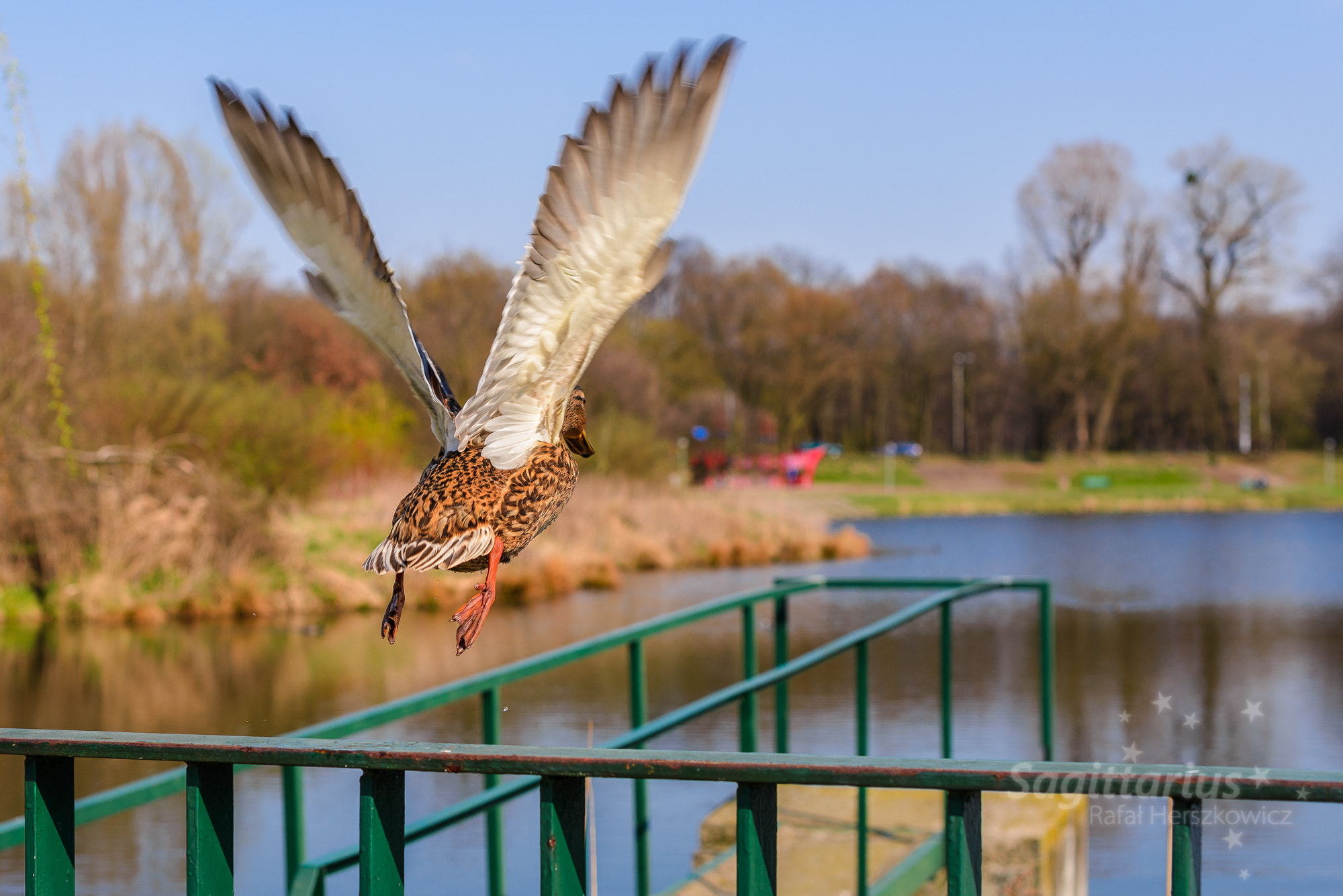 Nikon D610 + Nikon AF-S Nikkor 50mm F1.4G sample photo. Are you ready to fly (92/365) photography