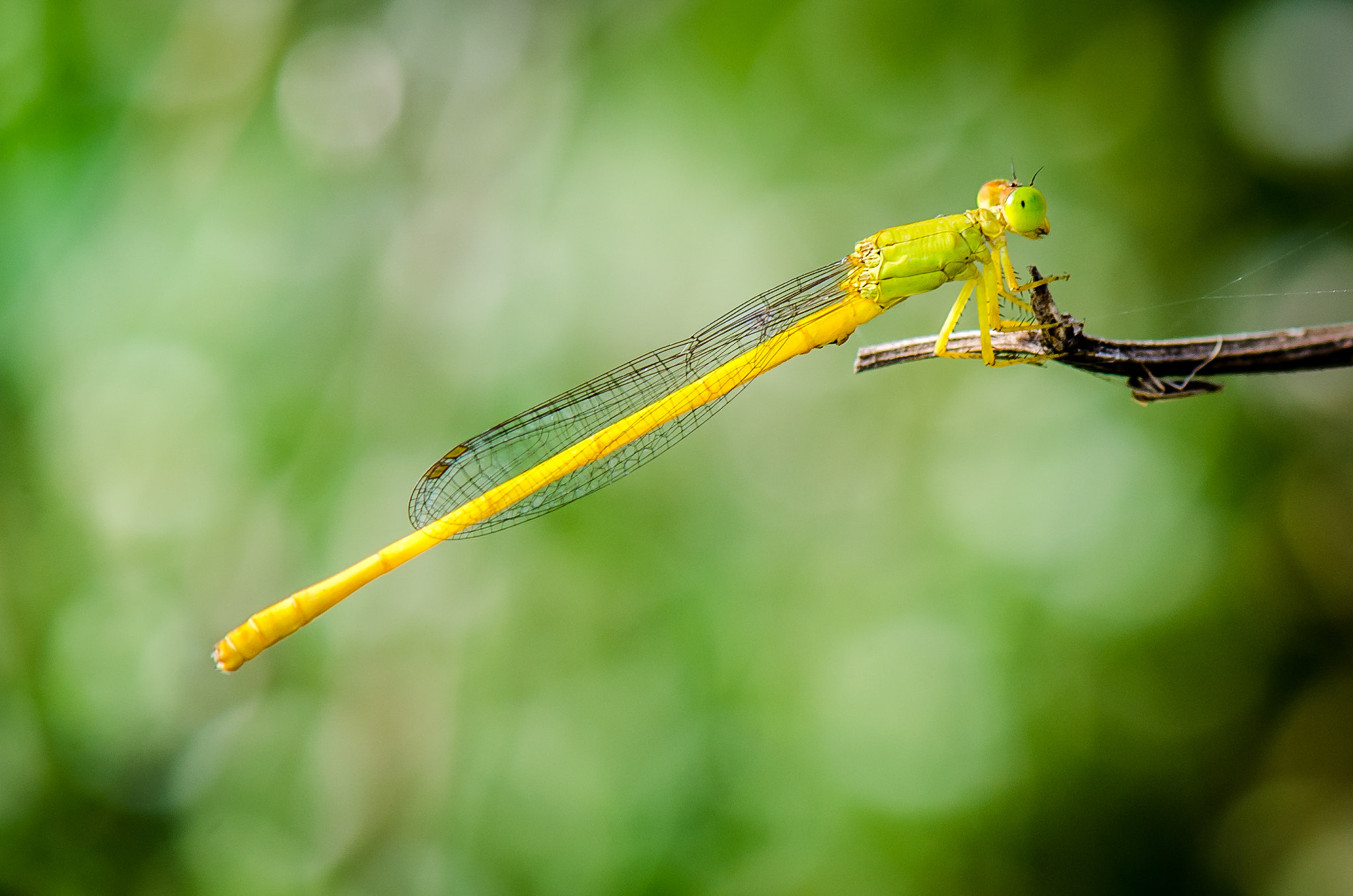 Nikon AF-S Micro-Nikkor 105mm F2.8G IF-ED VR sample photo. Green dragonfly photography