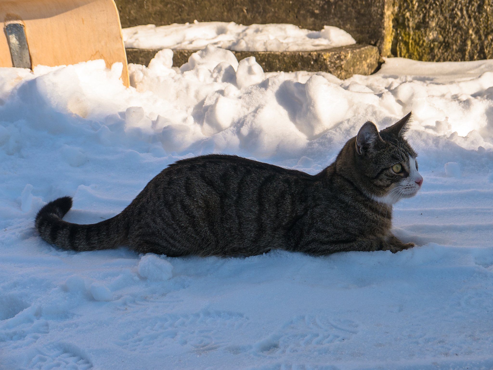 Panasonic Lumix DMC-G5 sample photo. Katze im schnee photography