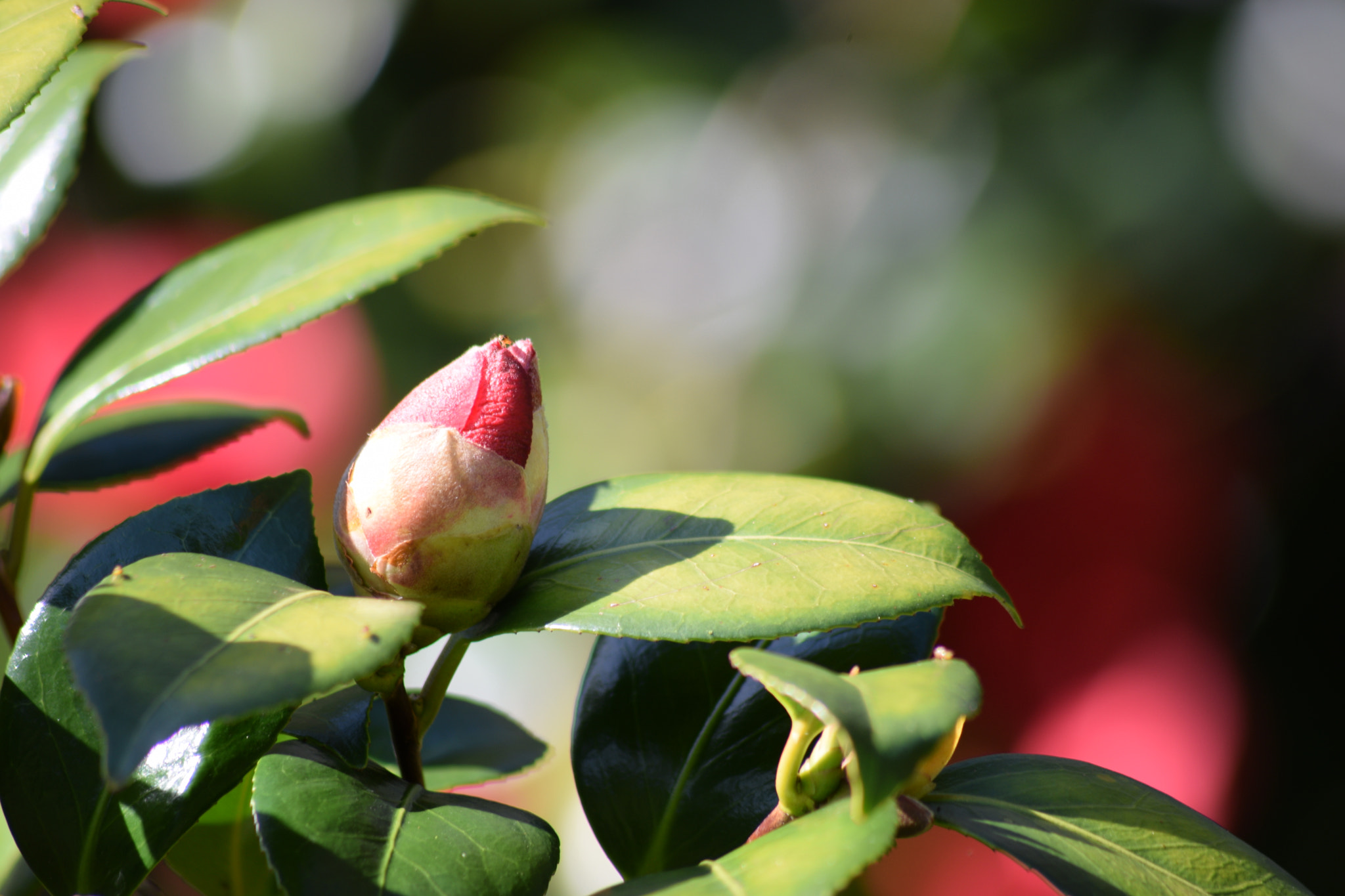 Nikon D3300 + Sigma 70-300mm F4-5.6 APO DG Macro sample photo. Early flower photography