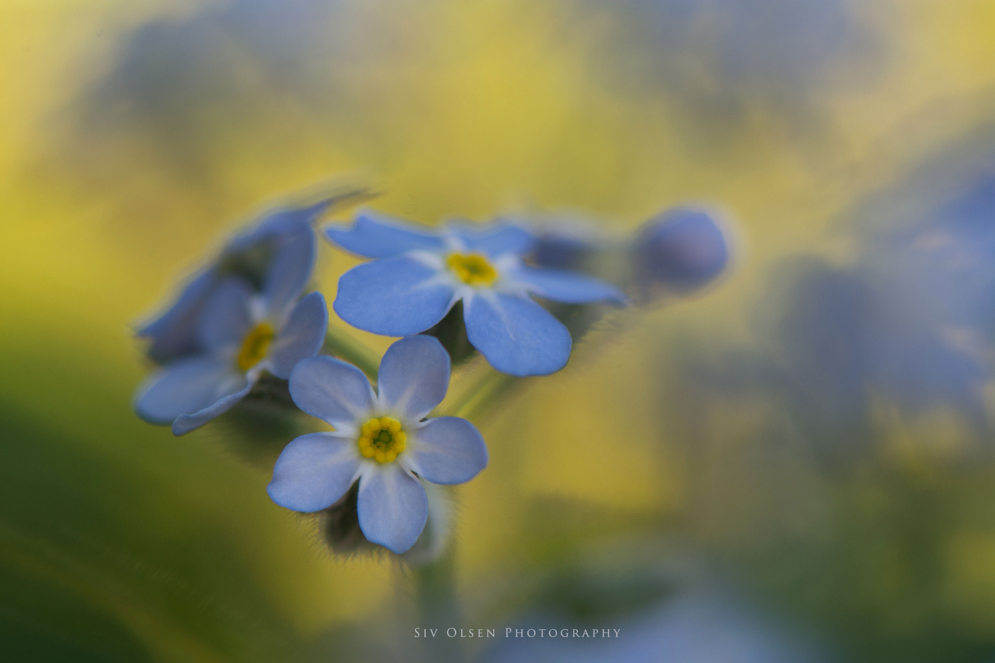 Nikon AF-S Micro-Nikkor 105mm F2.8G IF-ED VR sample photo. ~ sweet blue ~ photography