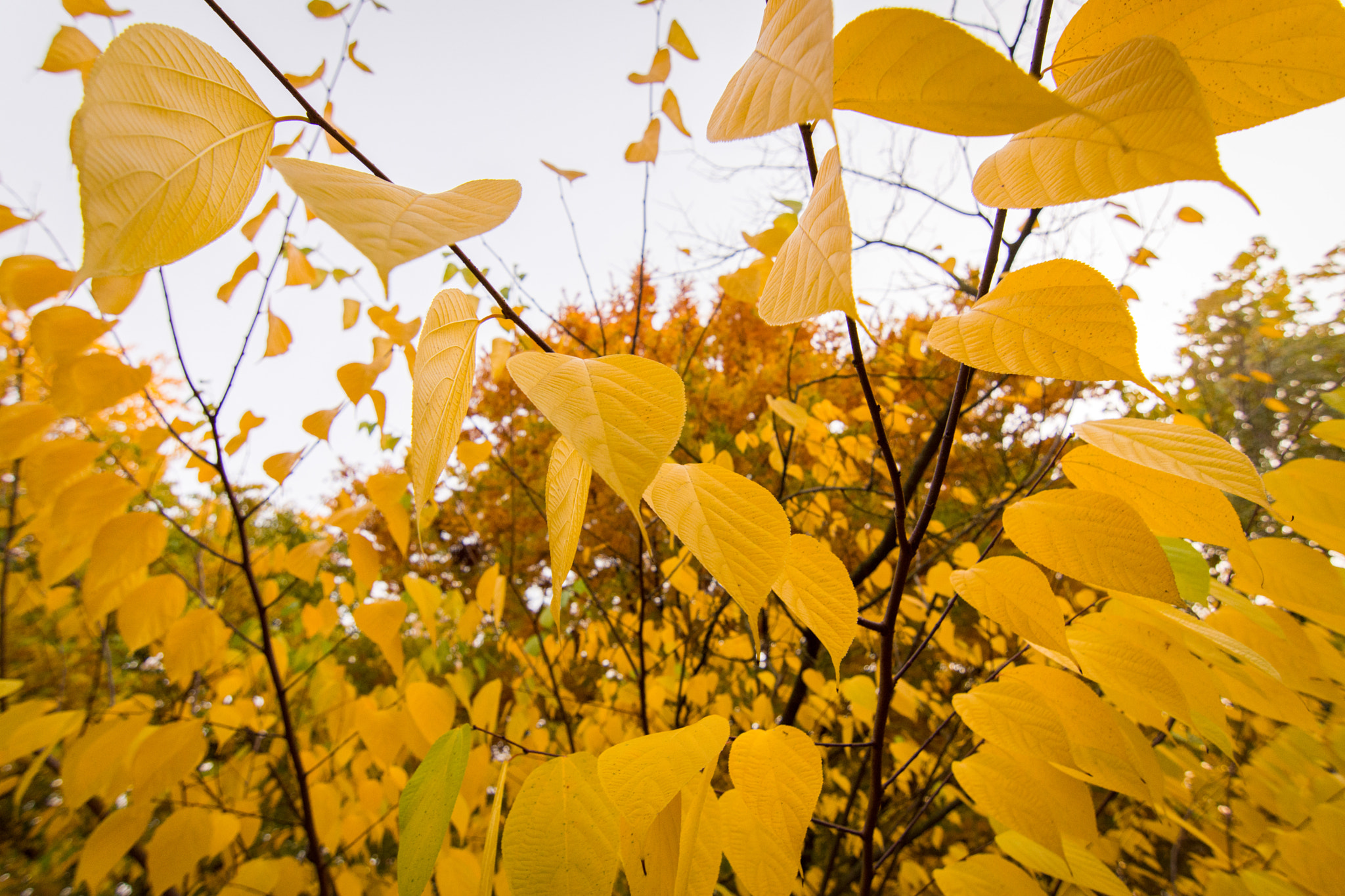 Nikon D7200 sample photo. Autumn leaves photography