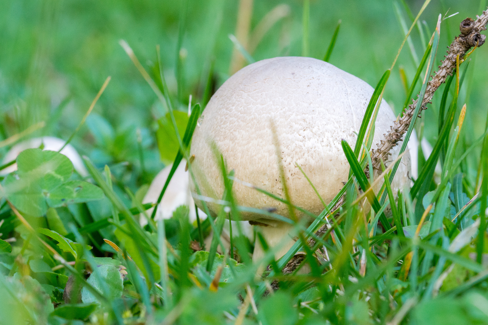 Sigma 105mm F2.8 EX DG OS HSM sample photo. White mashroom photography