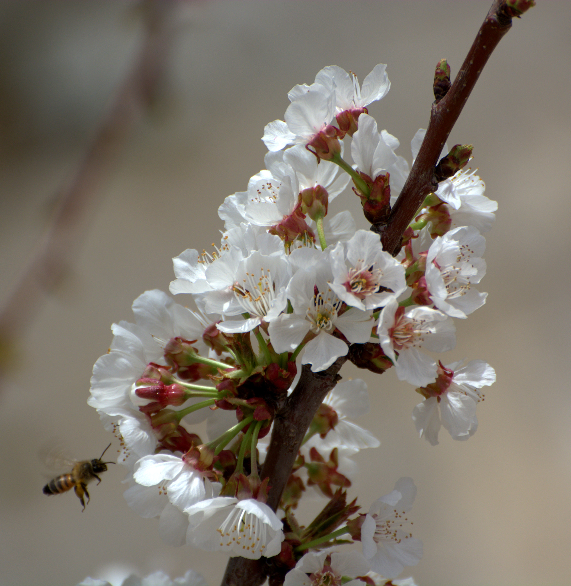Nikon D5200 sample photo. Cherry bee photography