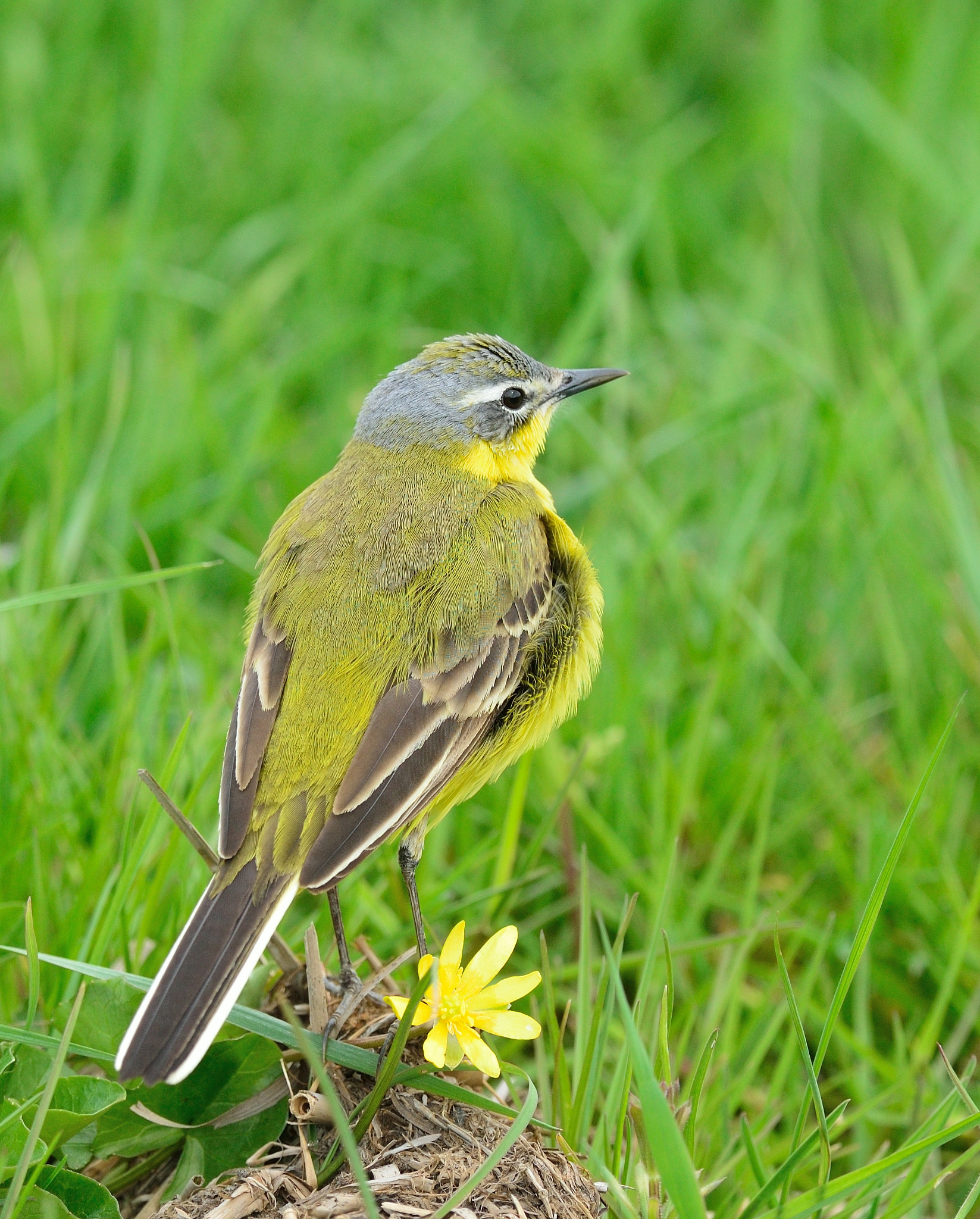 Nikon D600 + Nikon AF-S Nikkor 400mm F2.8D ED-IF II sample photo. Gele kwikstaart photography