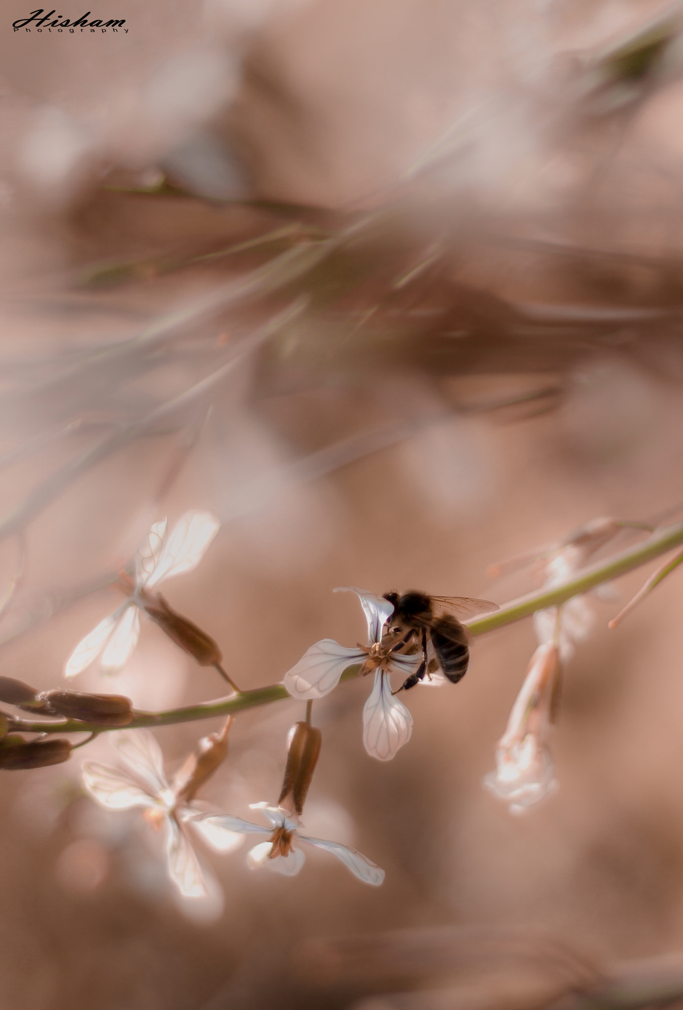 Canon EF 50mm F1.8 II sample photo. Copie photography