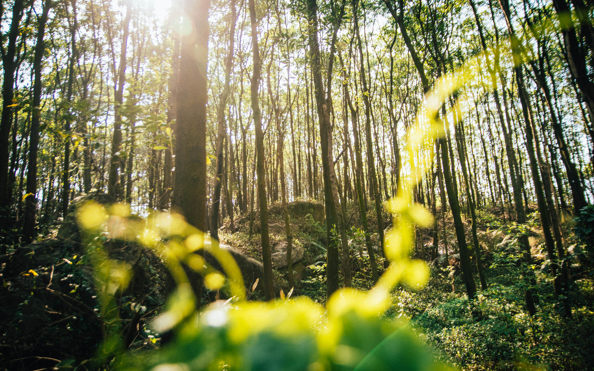 Nikon D7200 sample photo. Sun light photography