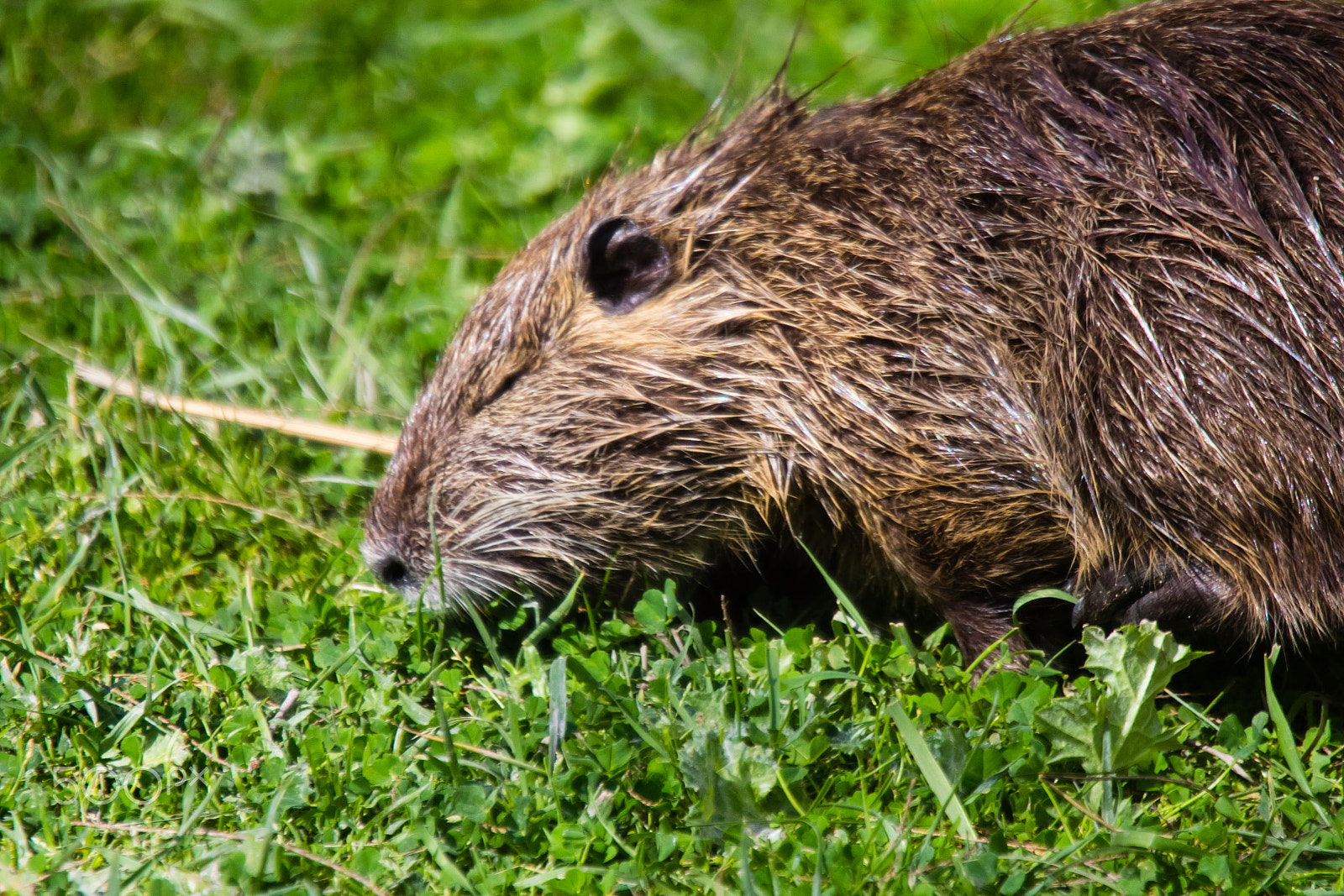 Canon EF 100-400mm F4.5-5.6L IS USM sample photo. Nutria photography