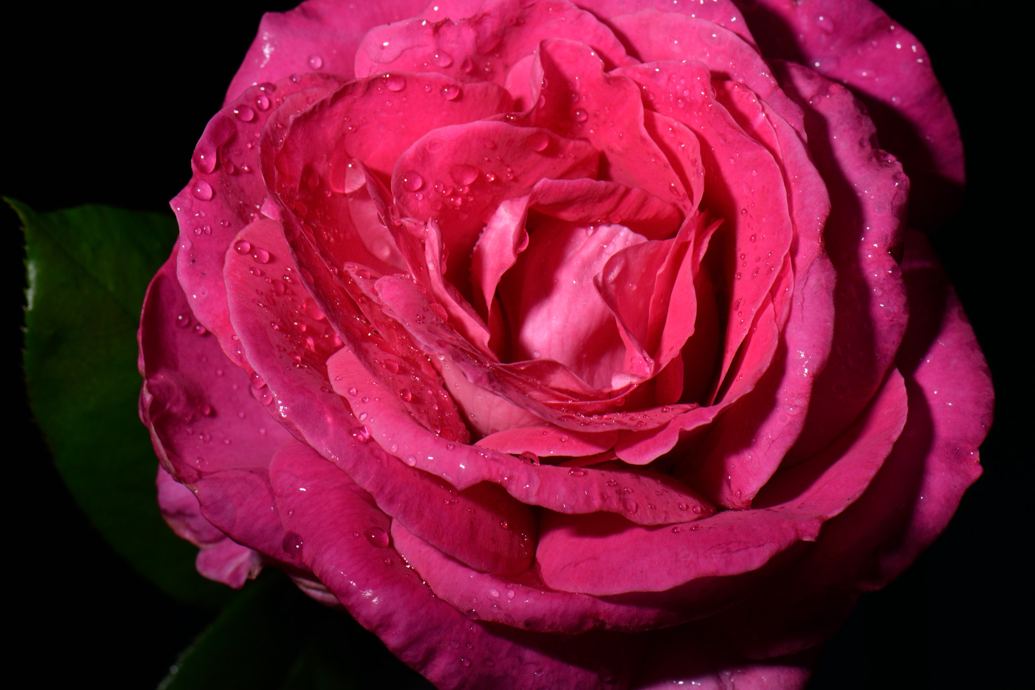 Nikon AF-S DX Micro-Nikkor 85mm F3.5G ED VR sample photo. Red rose photography